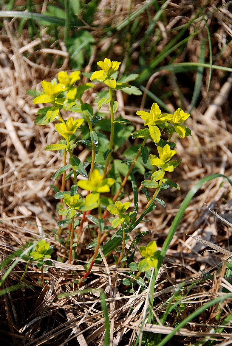 Breitenfurt-Wiese neben Gernbergstr (2) - 14042017.JPG