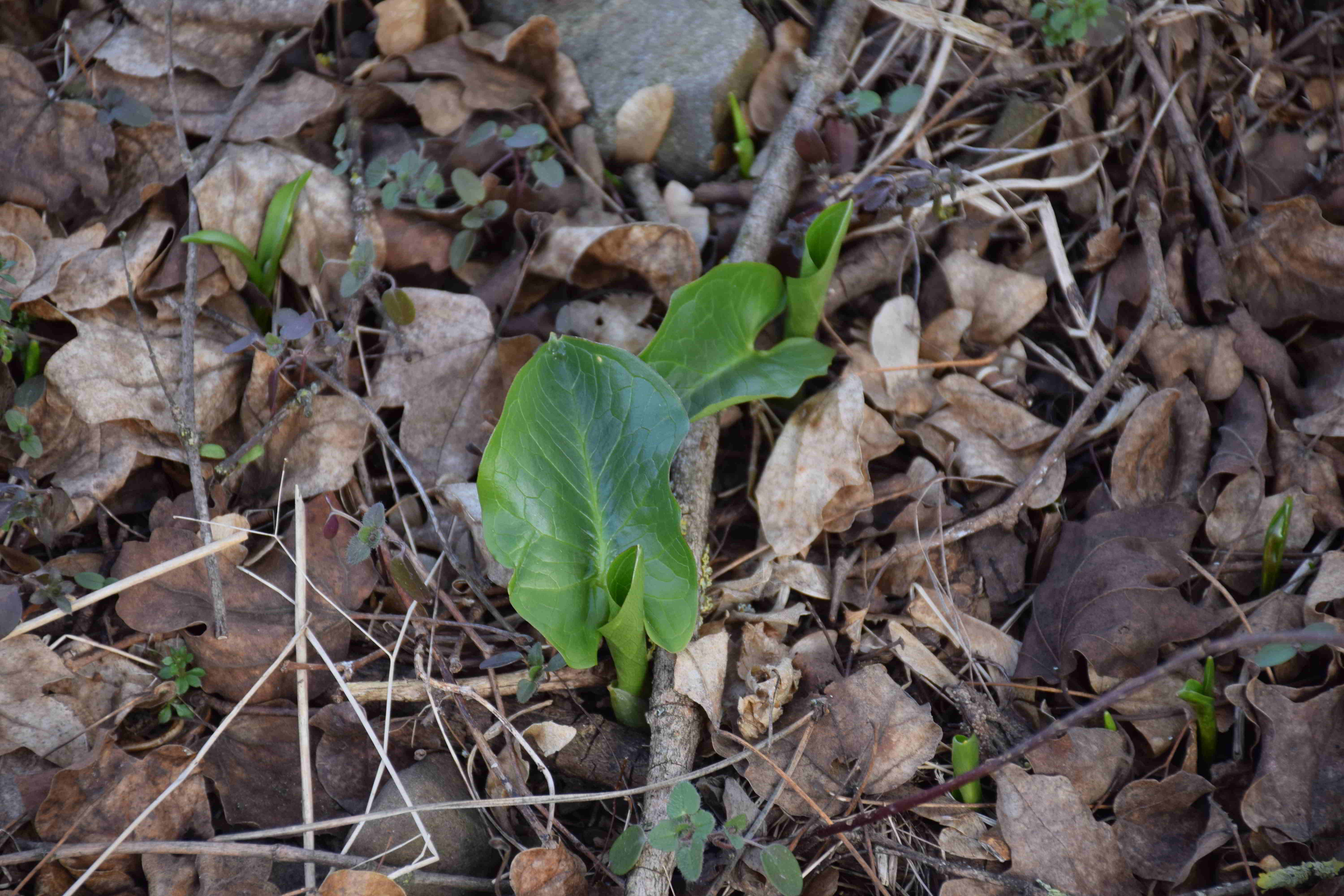 Bft-Liesingbachböschung-16022019-(1) - Arum cylindraceum - Südost-Aronstab.JPG