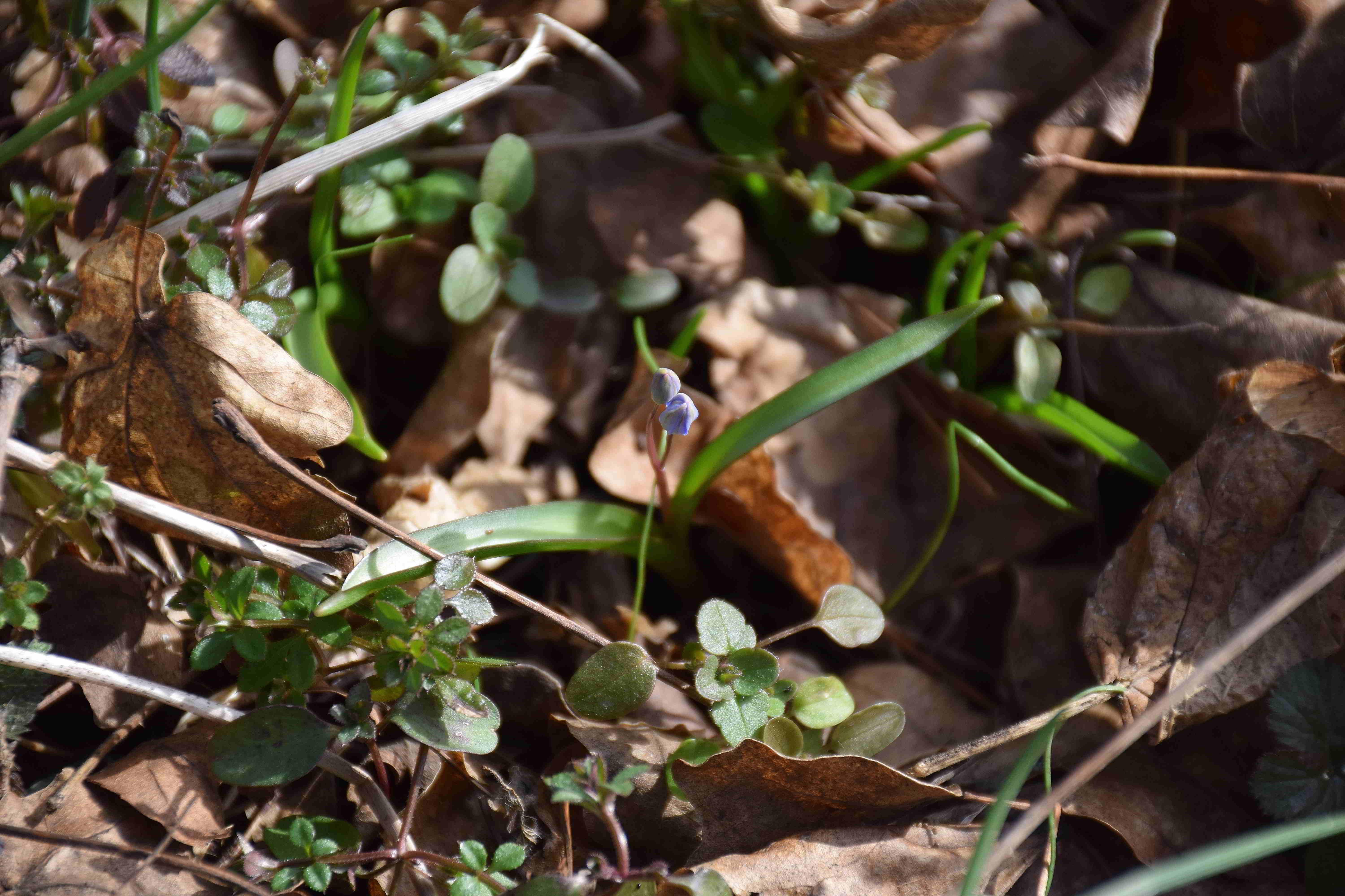 Bft-Liesingbachböschung-16022019-(3) - Scilla vindobonensis - Wien-Blaustern.JPG