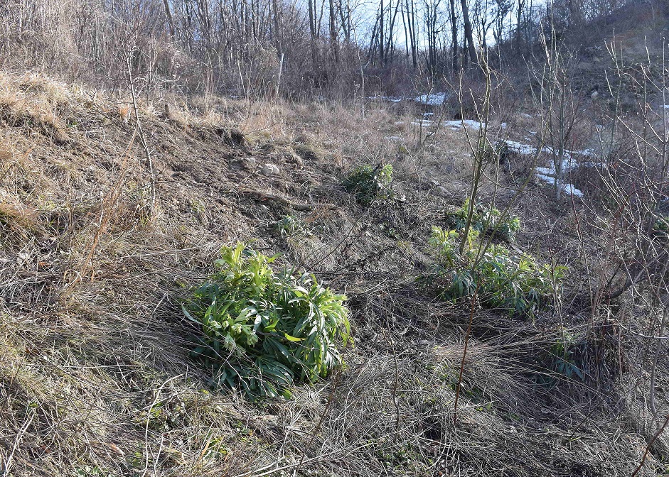 Kaltenleutgeben-Flösslstbr Ost-16022019-(15) - Helleborus foetidus - Stinkende Nieswurz.JPG