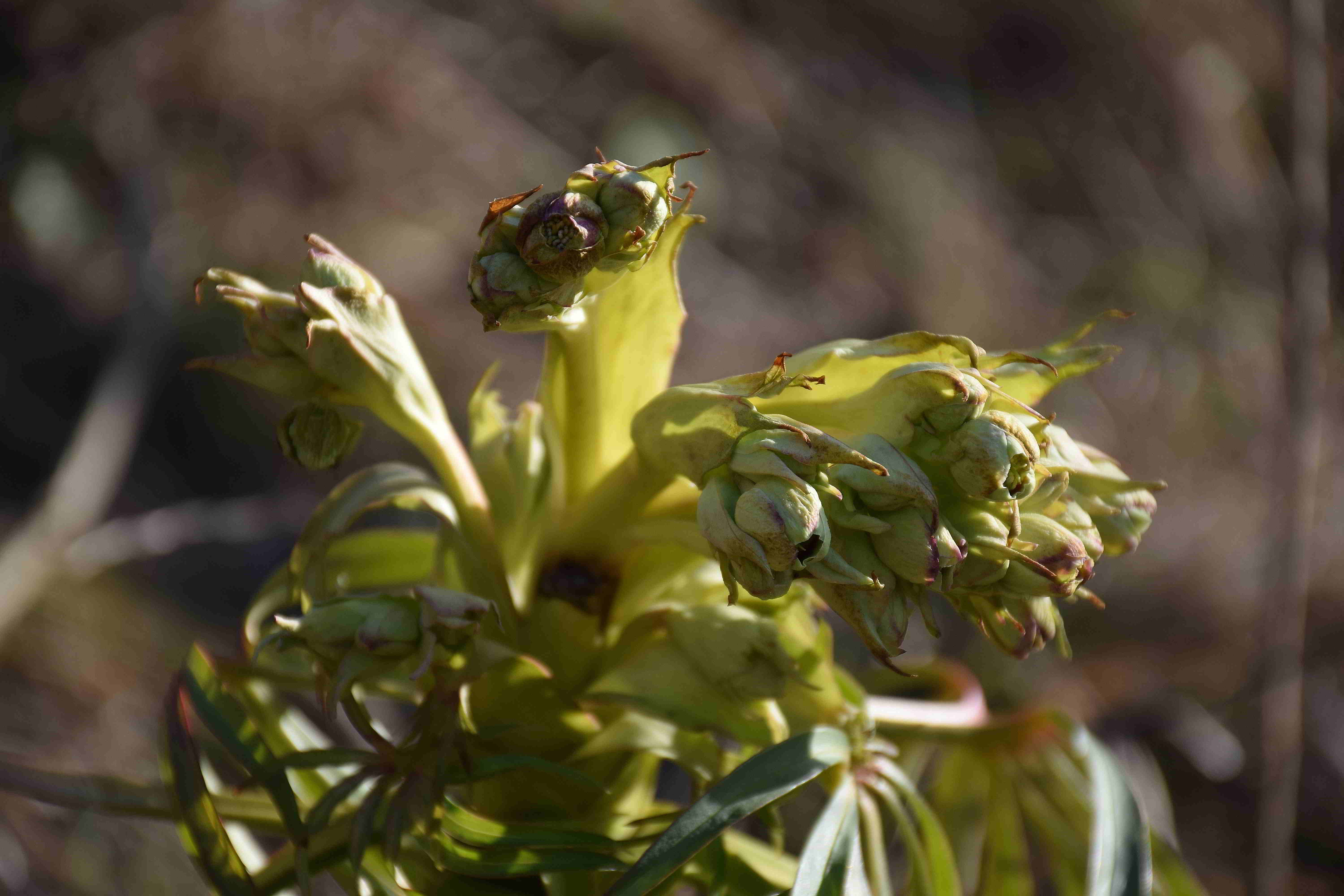 Kaltenleutgeben-Flösslstbr Ost-16022019-(14) - Helleborus foetidus - Stinkende Nieswurz.JPG