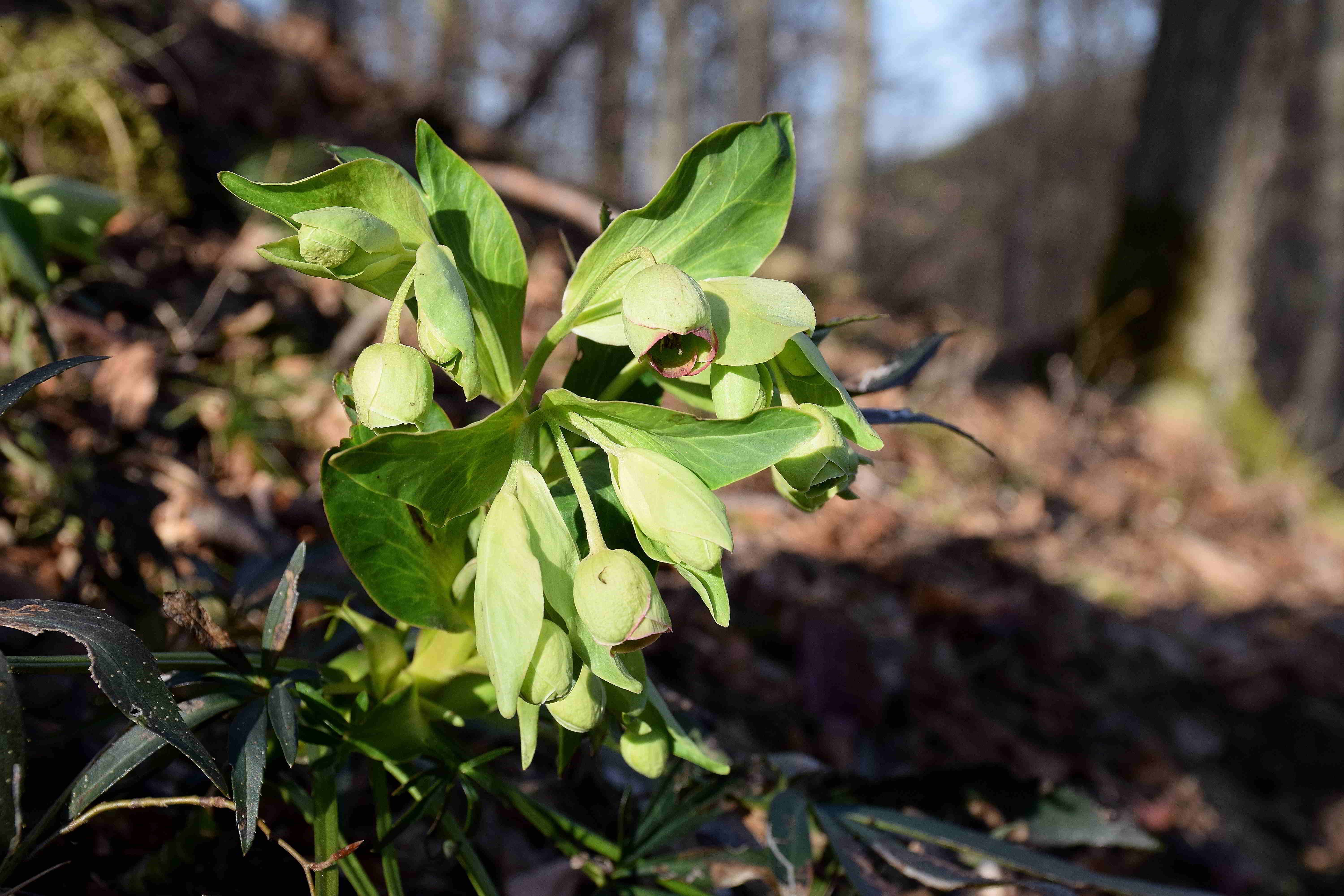 Perchtoldsdorf-T.hütte-16022019-(7) - Helleborus foetidus - Stinkende Nieswurz.JPG