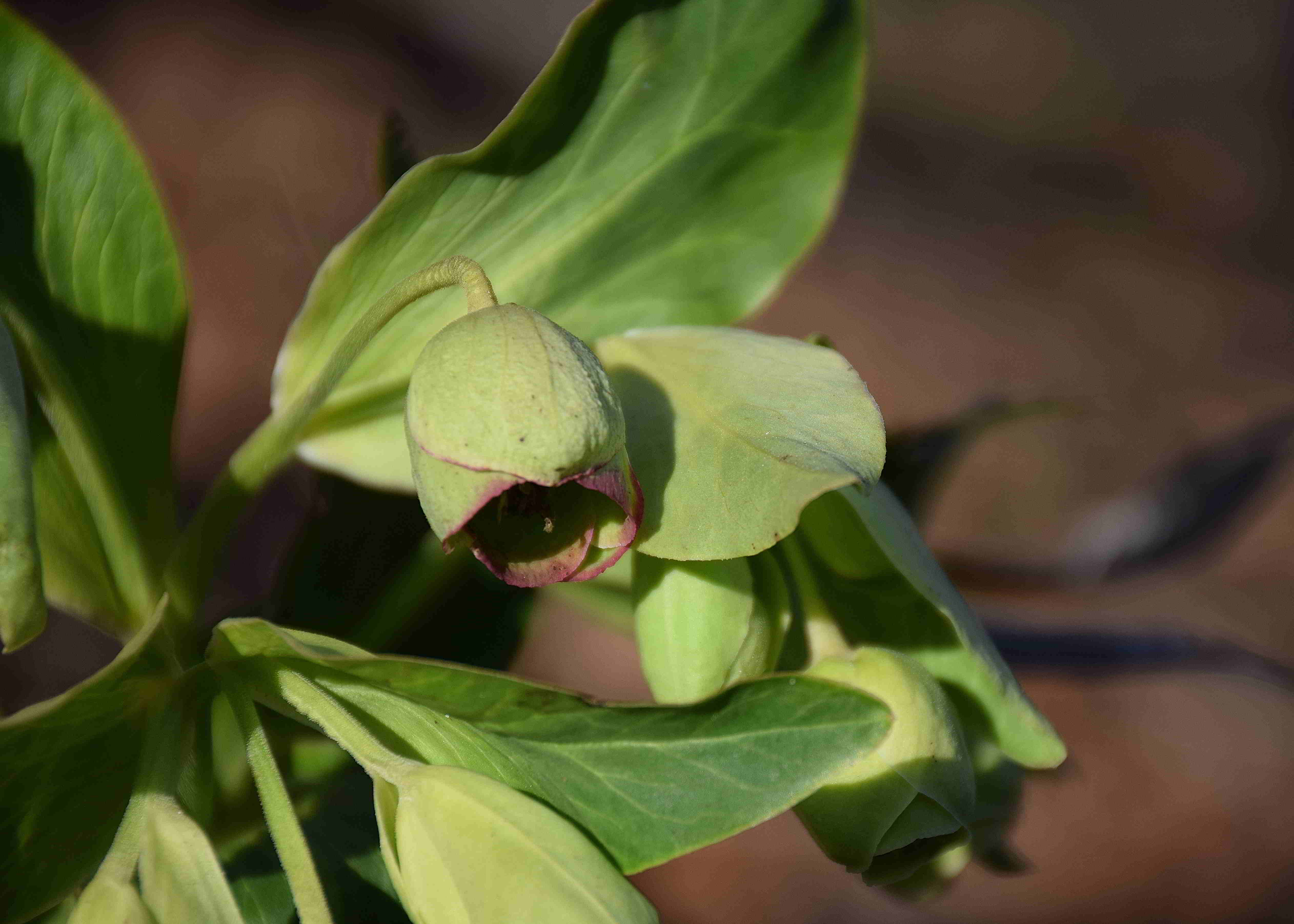 Perchtoldsdorf-T.hütte-16022019-(6) - Helleborus foetidus - Stinkende Nieswurz.JPG