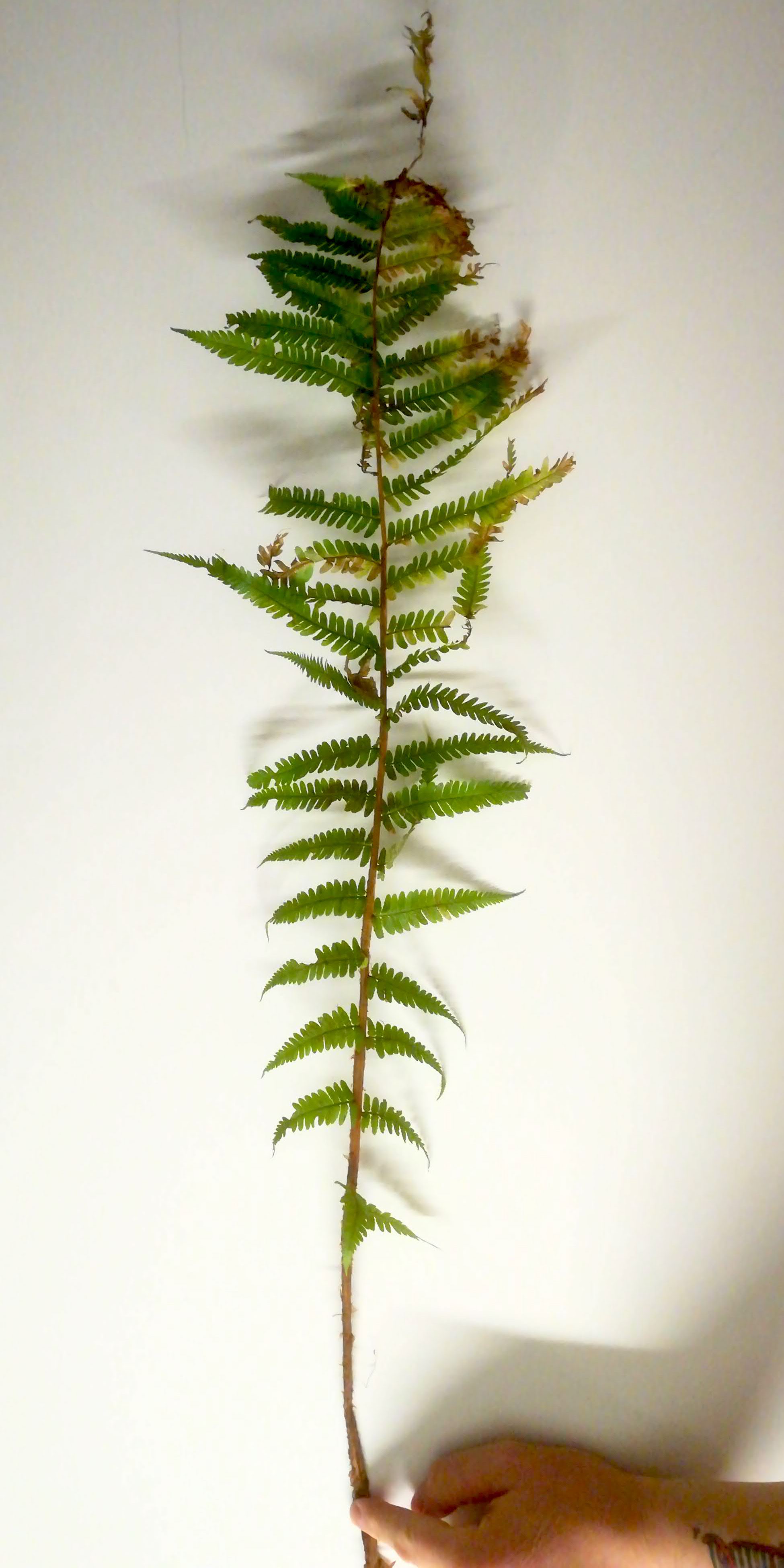 dryopteris cf. affinis s. lat. hybride gelber berg purkersdorf_20190216_195526.jpg