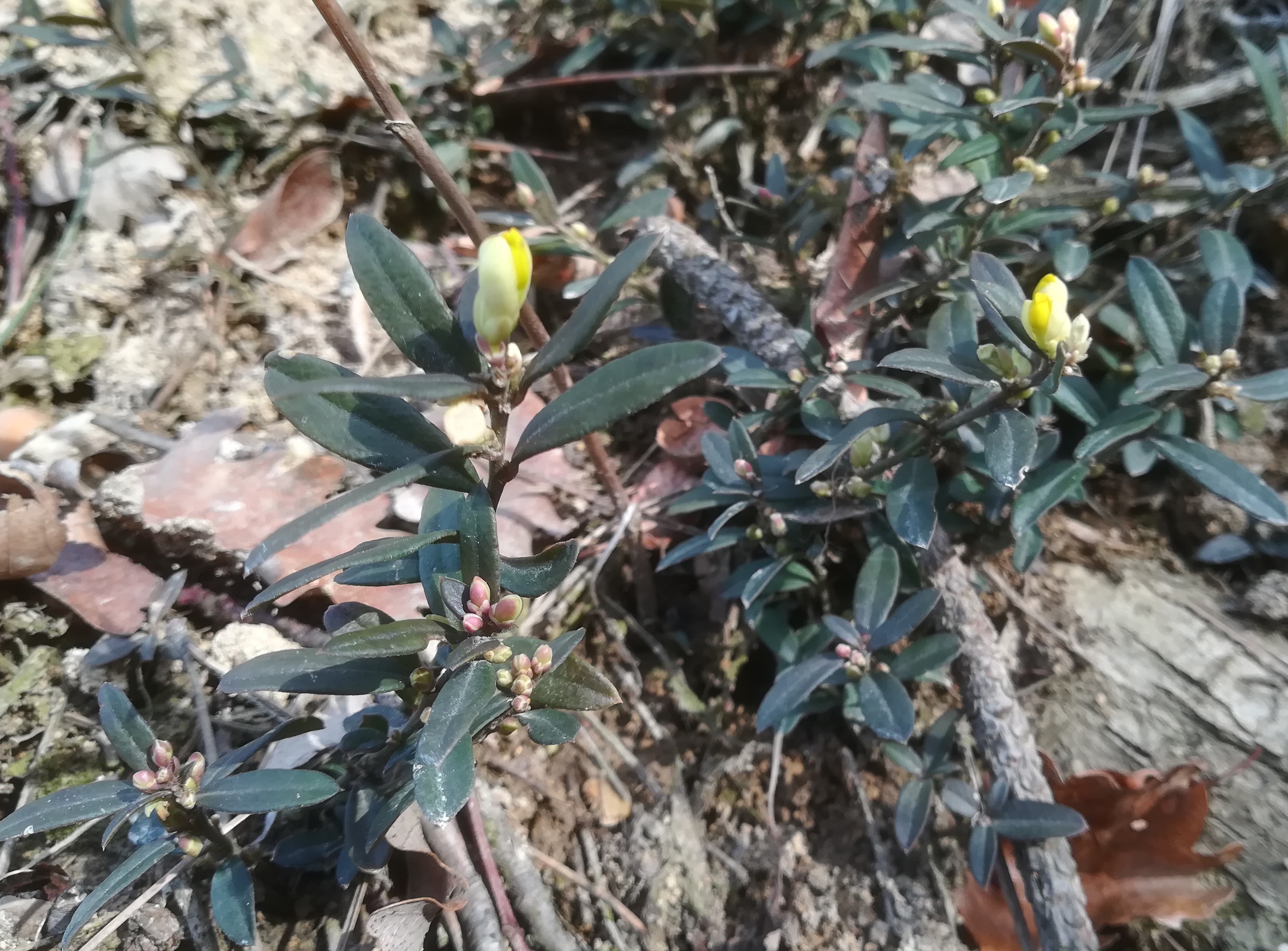 polygala chamaebuxus gelber berg purkersdorf_20190216_105931.jpg