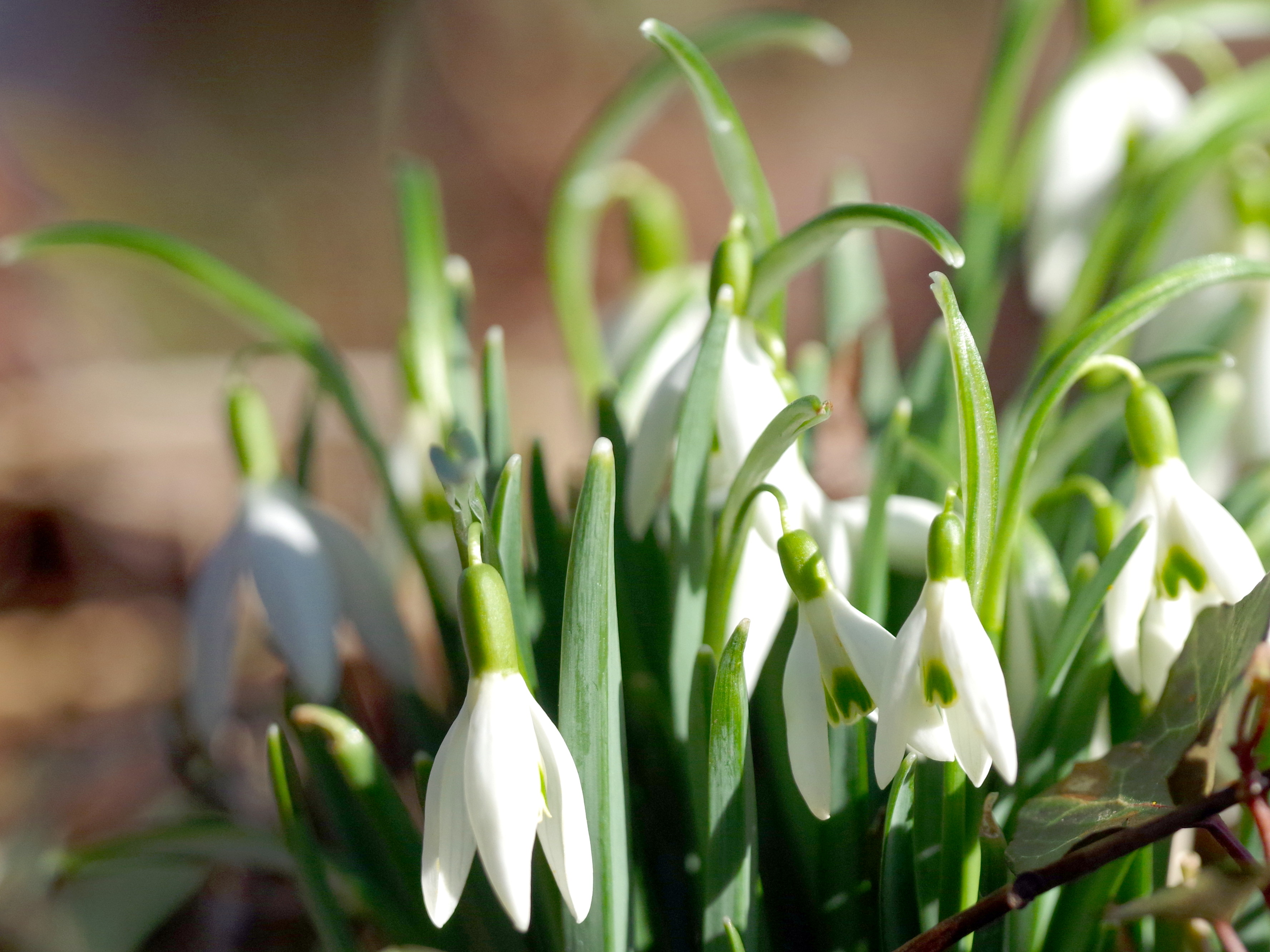 Galanthus nivalis.JPG