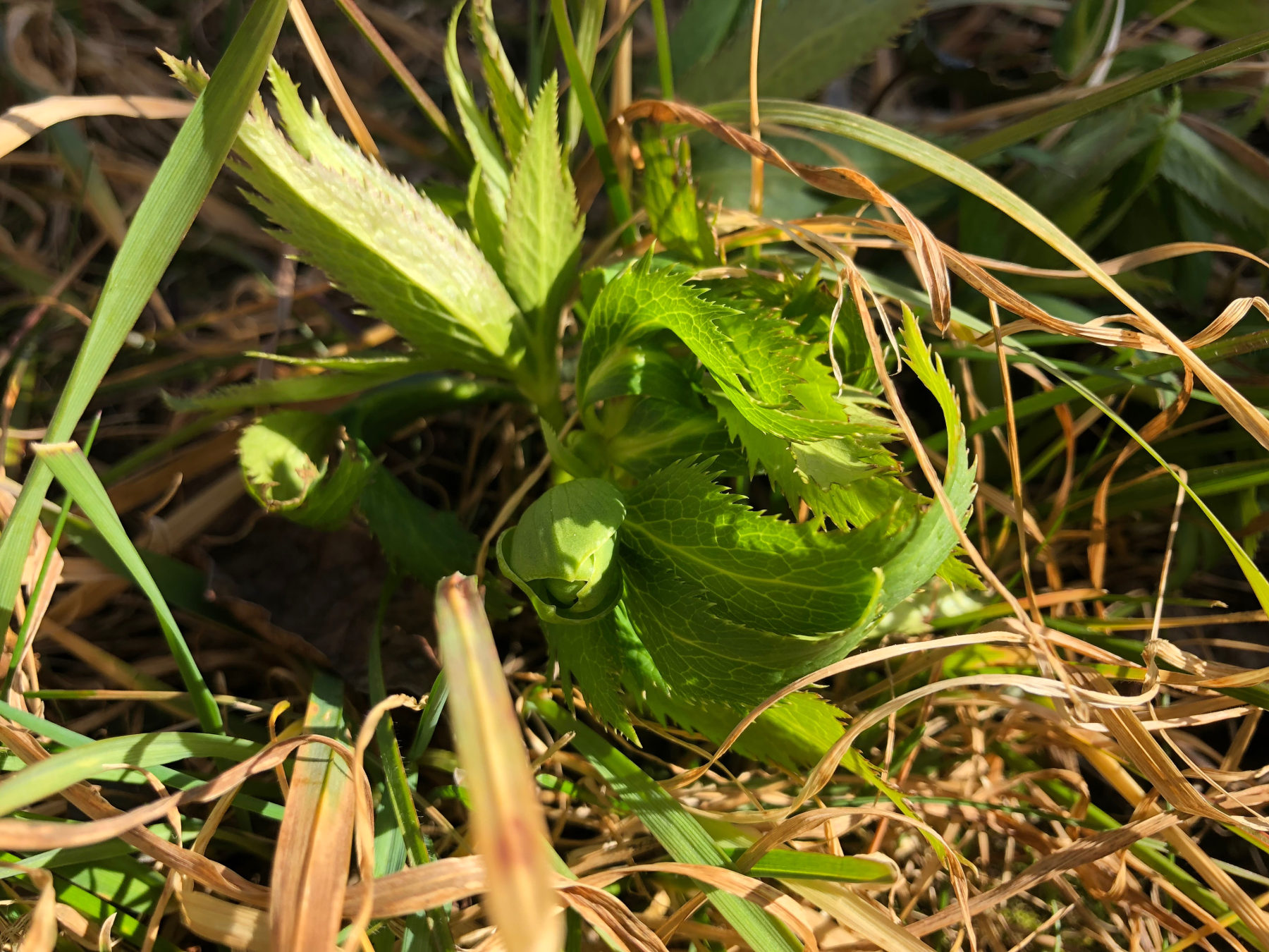 Helleborus viridis.jpeg