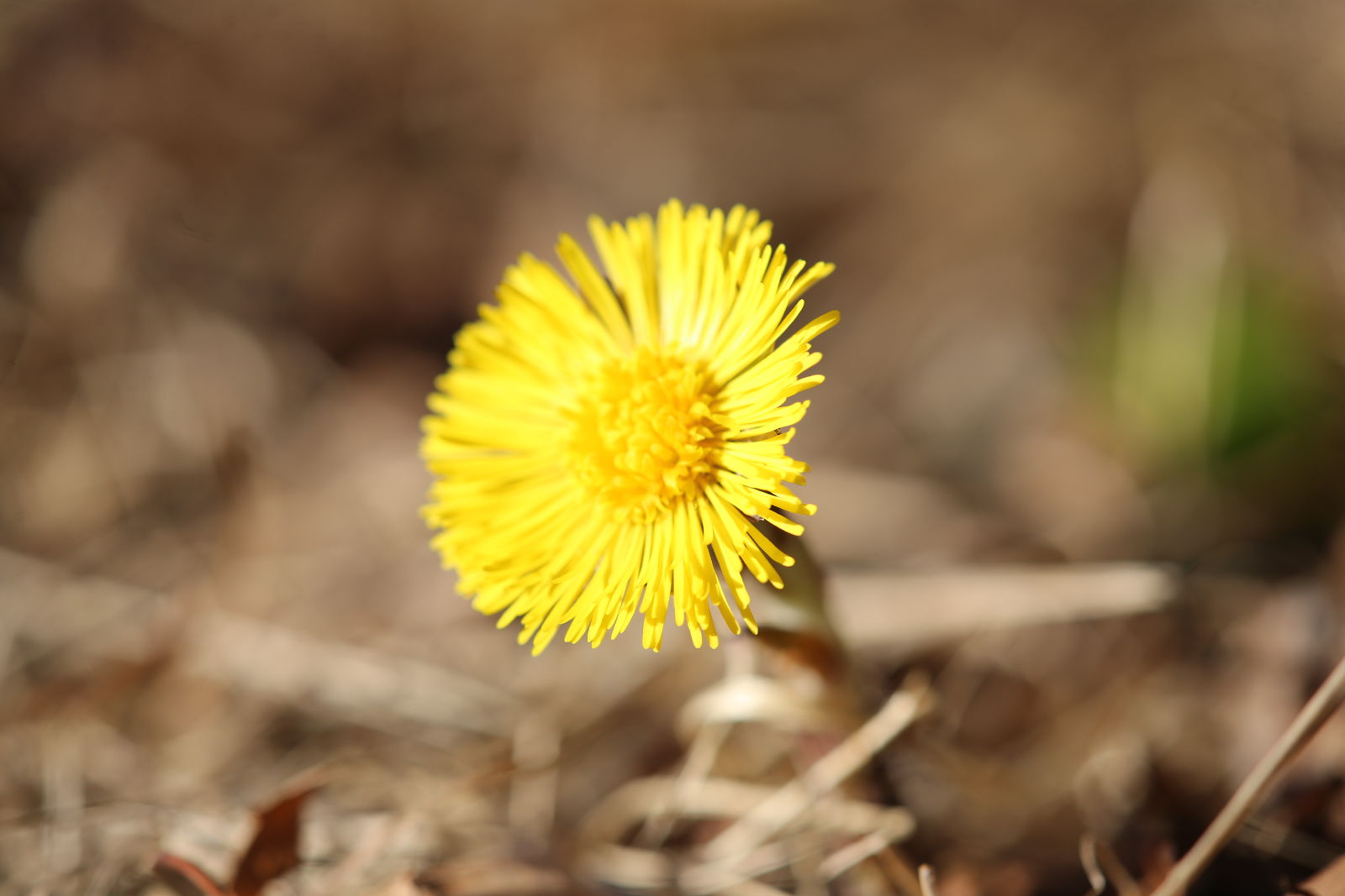 Tussilago farfara.JPG