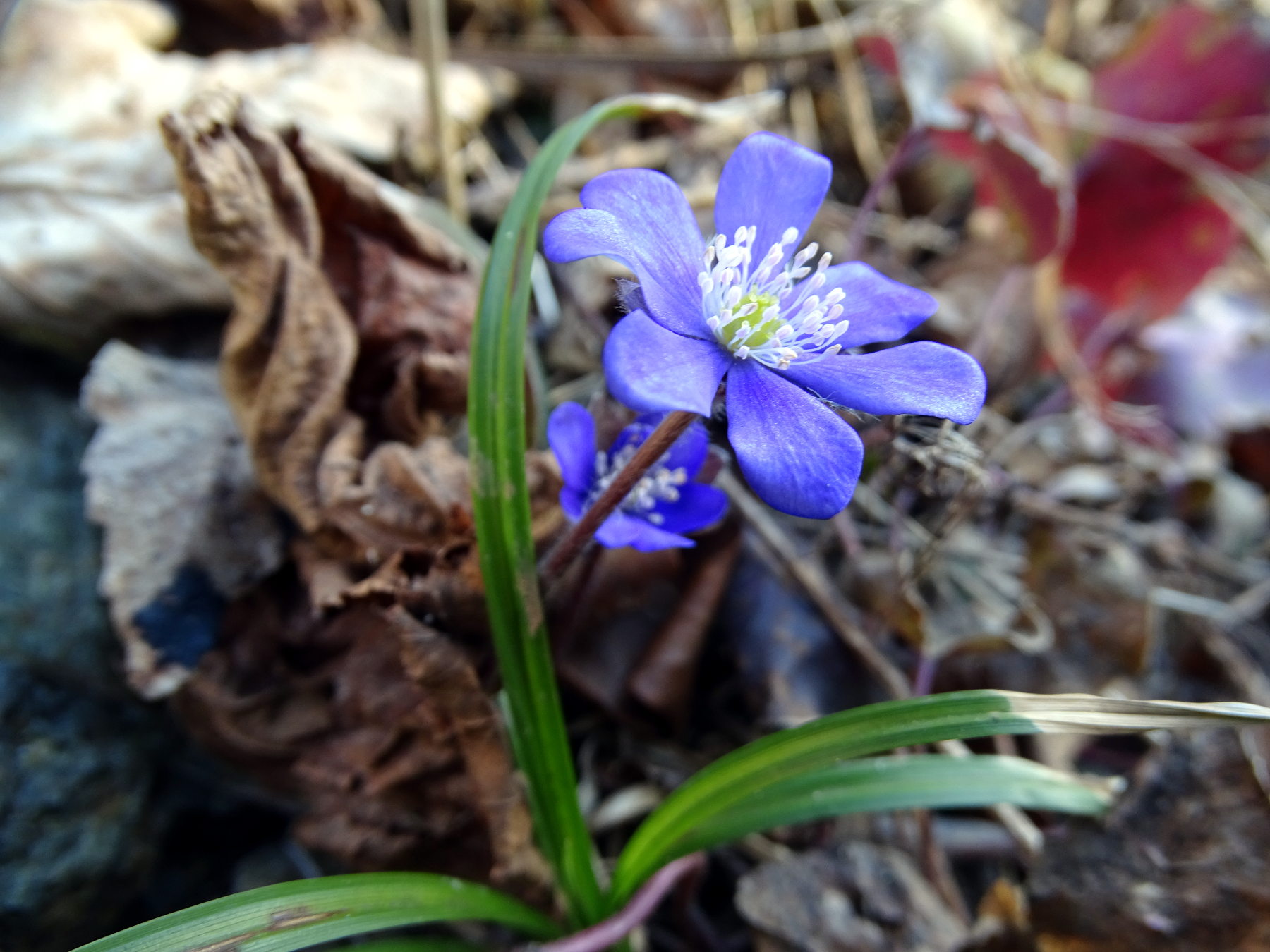 Hepatica nobilis.JPG