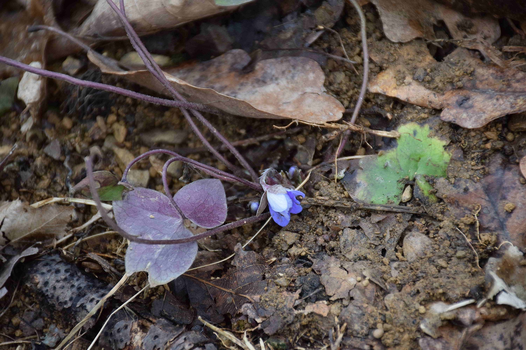 Bft-Festenbergrunde-22022019-(1) - Hepatica nobilis - Leberblümchen.JPG