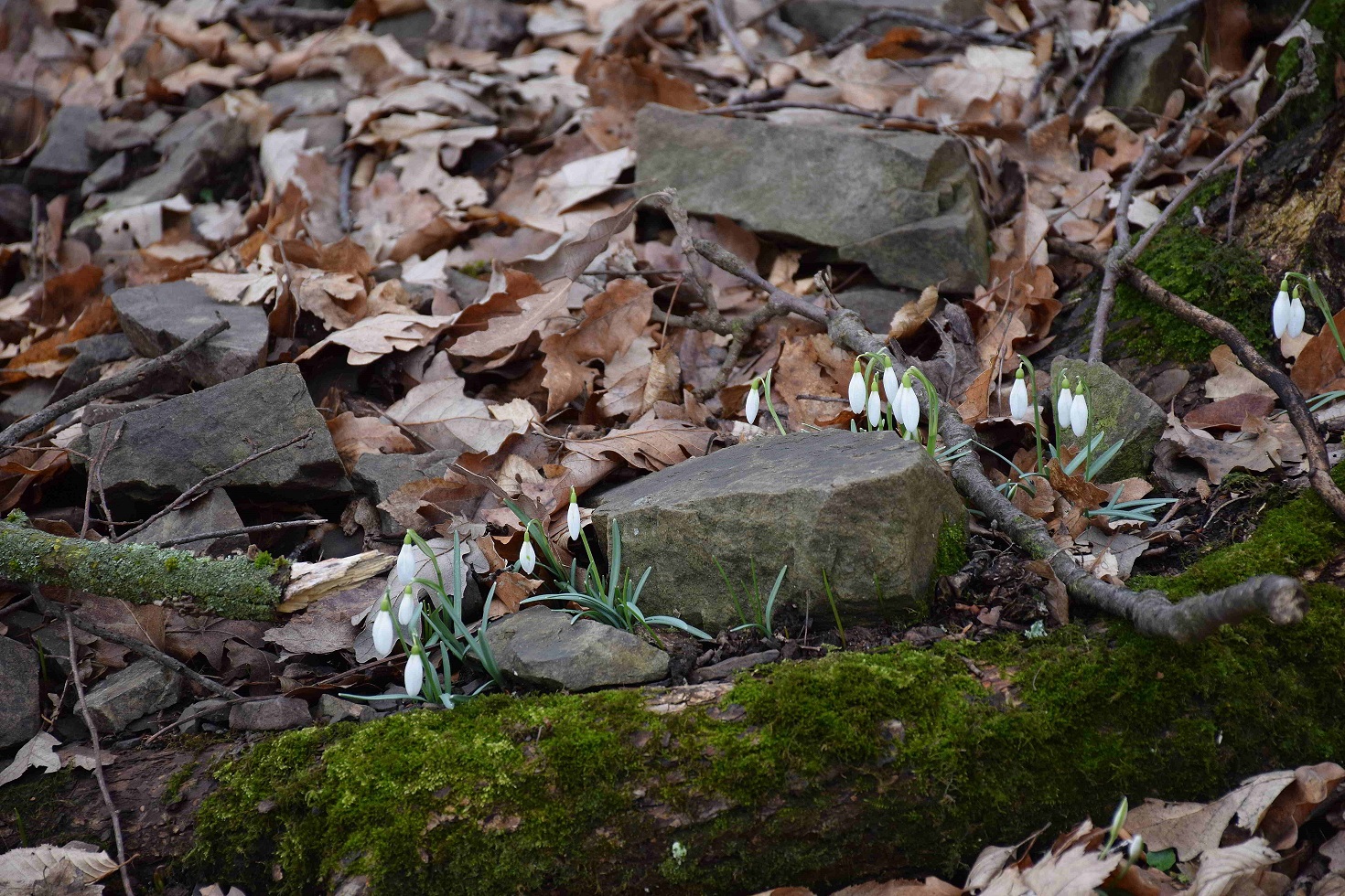 Bft-Festenbergrunde-22022019-(7) - Galanthus nivalis - Schneeglöckchen.JPG