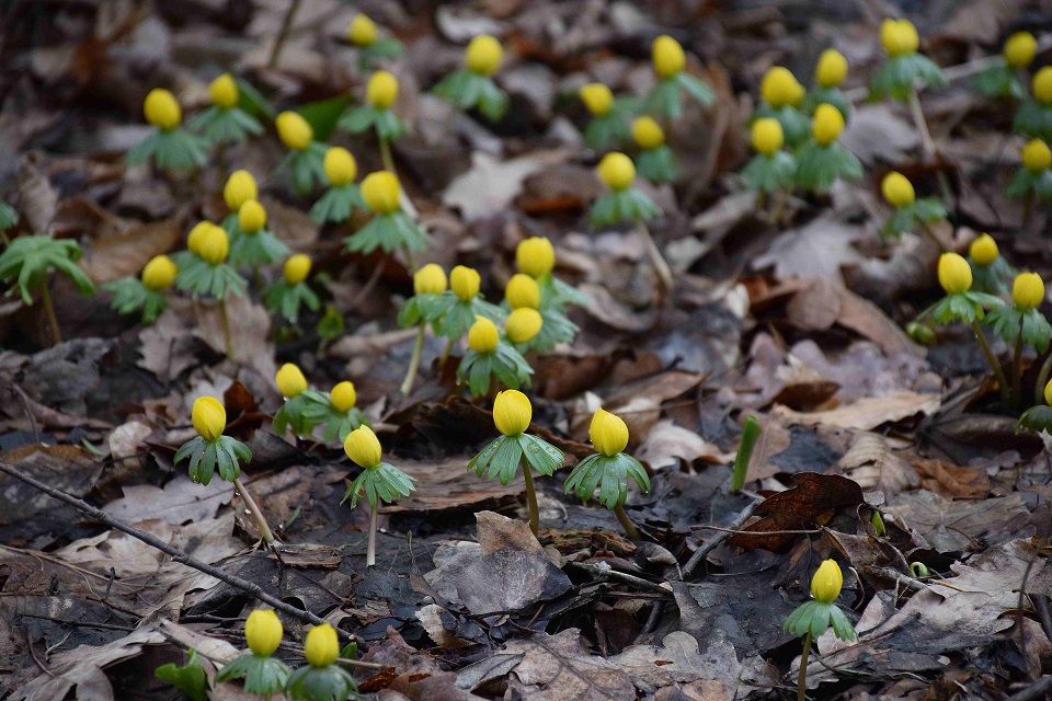 Bft-Gernbergstrasse 22022019-(3) - Eranthis hyemalis-Winterling.JPG