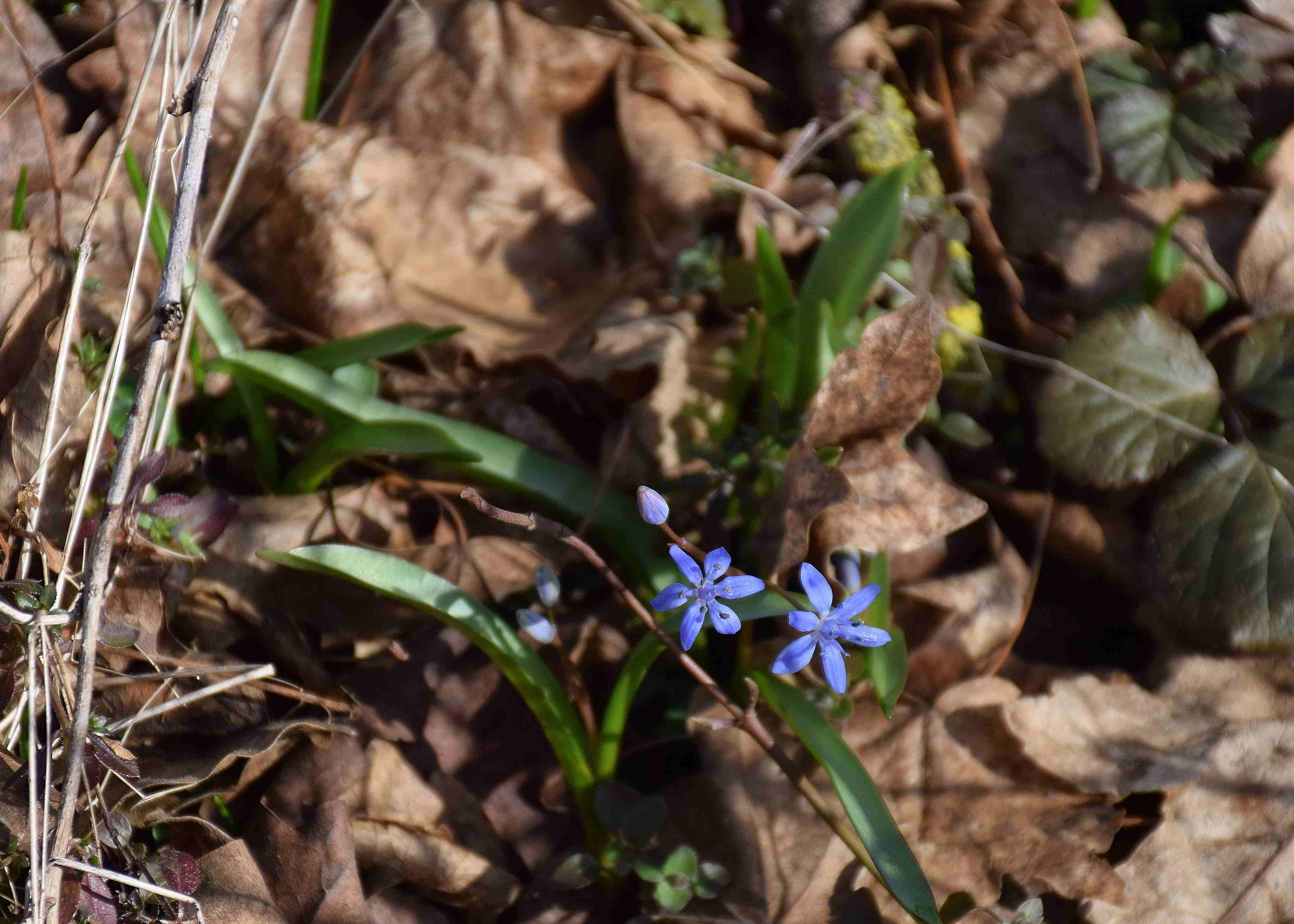 Bft-Roter Stadl-23022019-(2) - Roter Stadl - Liesingbachböschung - Scilla  vindobonensis - Wien Blaustern.JPG