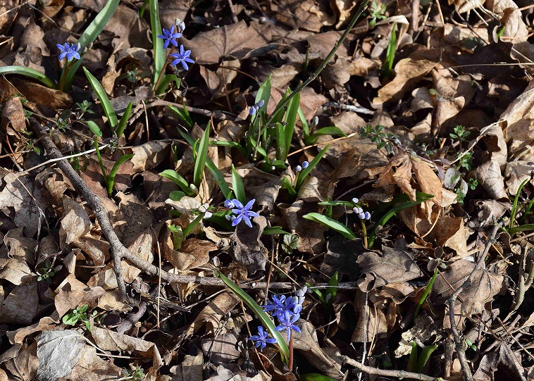 Bft-Roter Stadl-23022019-(3) - Roter Stadl - Liesingbachböschung - Scilla  vindobonensis - Wien Blaustern.JPG