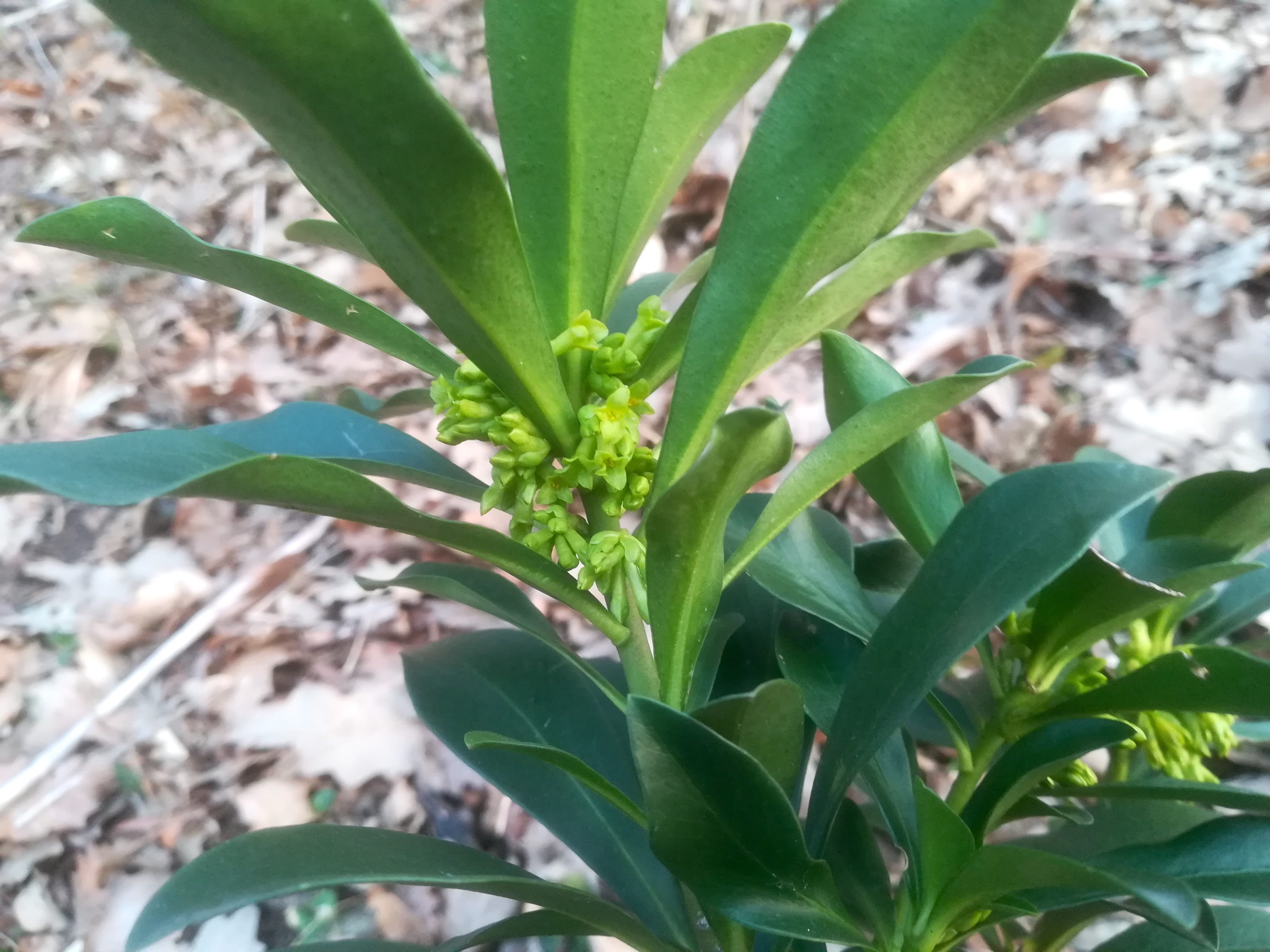 kaltenleutgeben nahe jenny-quelle daphne laureola_20190301_070317.jpg