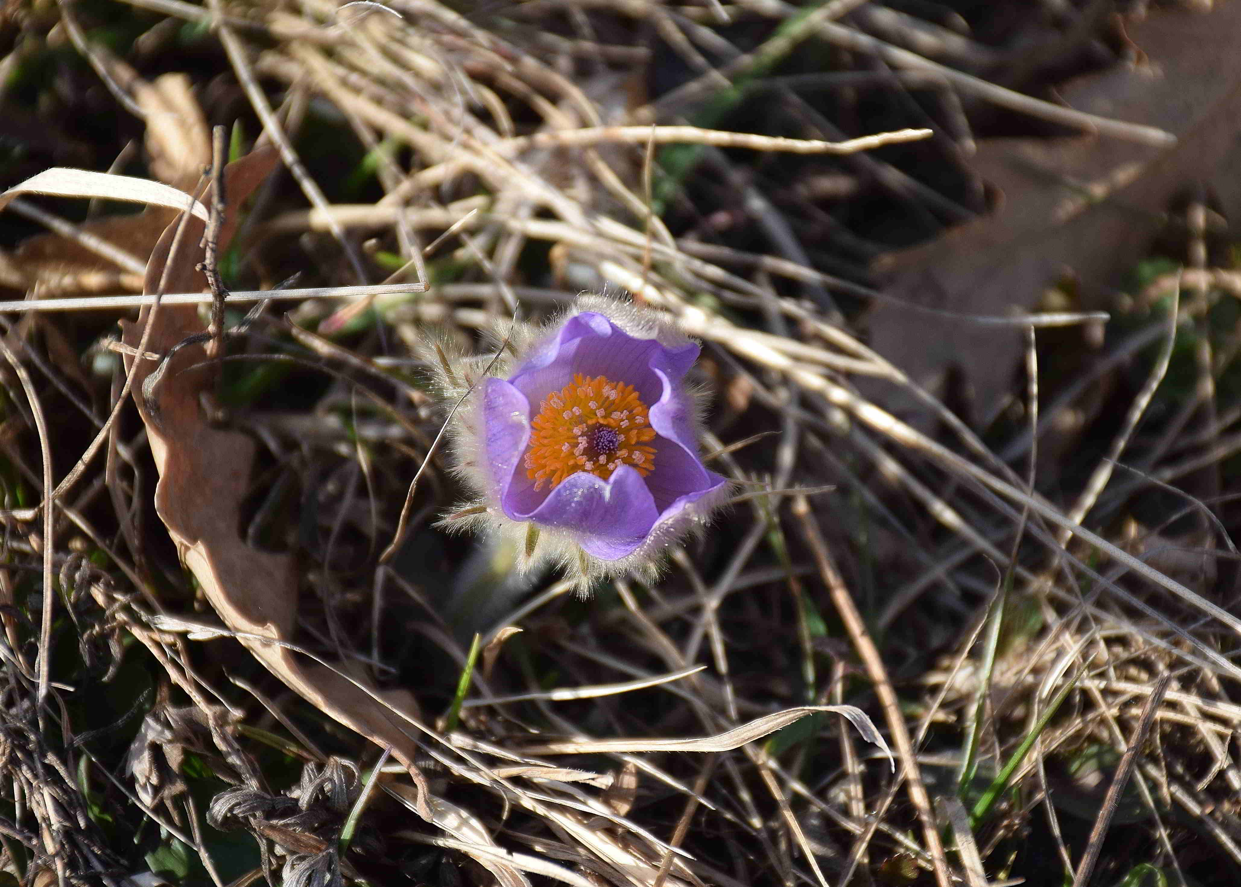 Kaltenleutgeben-Emmelwiese-01032019-(1) - Pulsatilla grandis -Groß-Küchenschelle.JPG