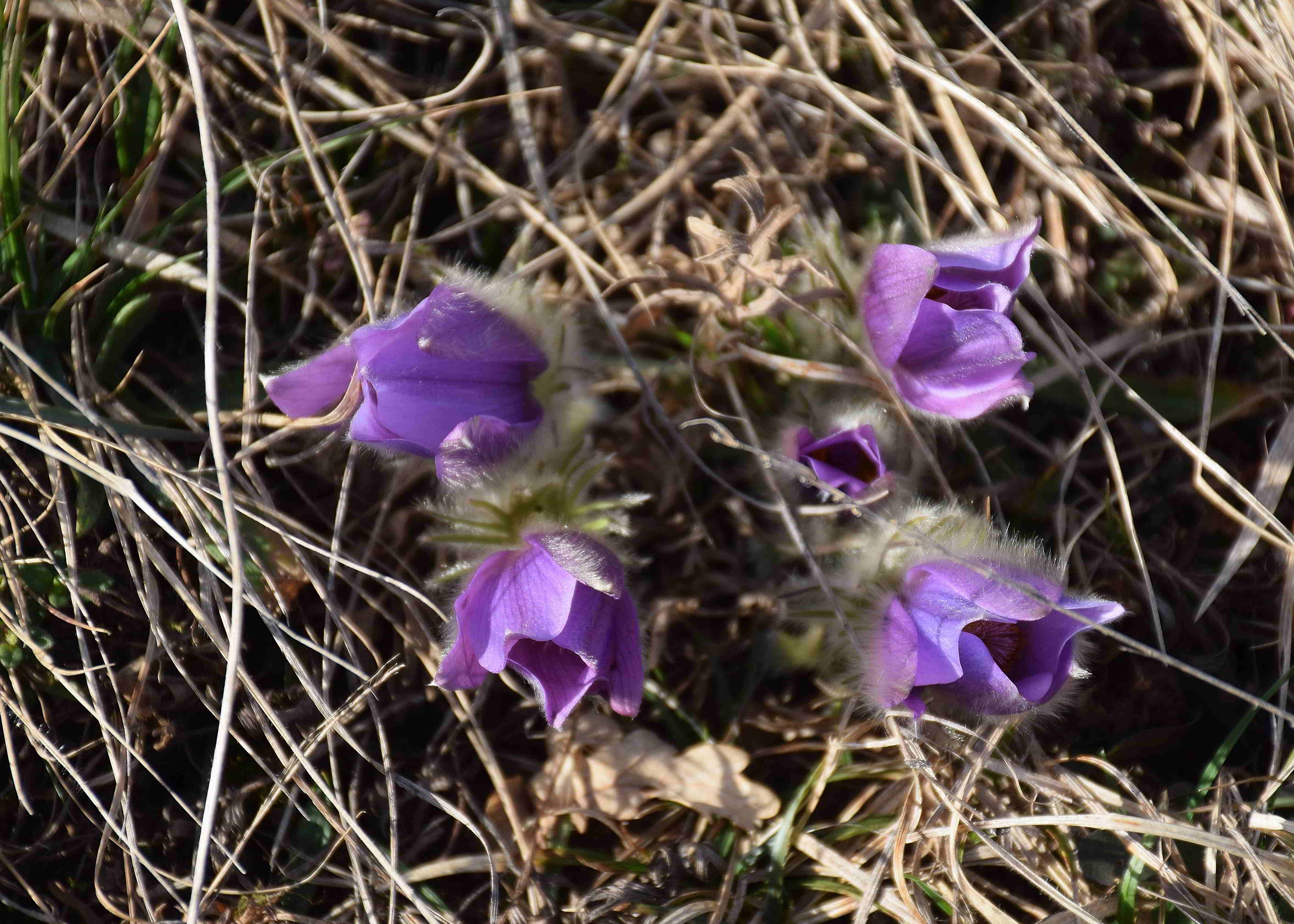 Kaltenleutgeben-Emmelwiese-01032019-(2) - Pulsatilla grandis -Groß-Küchenschelle.JPG