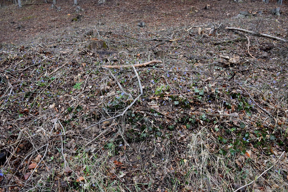 Wien 23-Kalksburg - Breitenfurterstrasse-(10) - Scilla vindobonensis - Wien-Blaustern.JPG