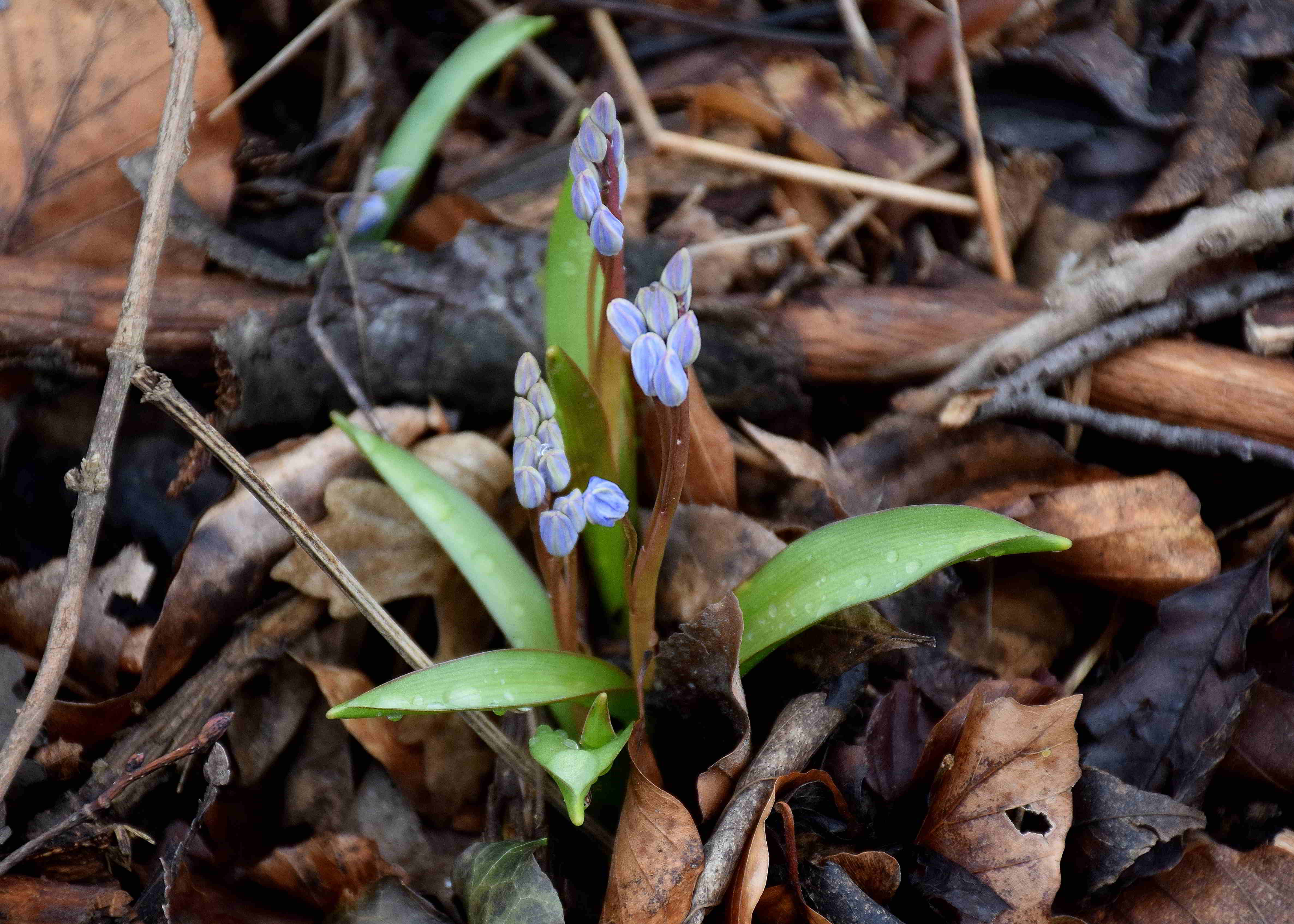 Wien 23-Kalksburg - Breitenfurterstrasse-(19) - Scilla vindobonensis - Wien-Blaustern.JPG