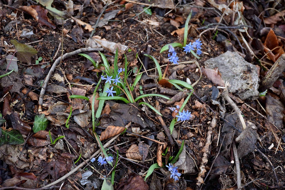 Wien 23-Kalksburg - Breitenfurterstrasse-(21) - Scilla vindobonensis - Wien-Blaustern.JPG