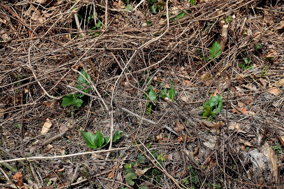 Wien 23-Kalksburg - Breitenfurterstrasse-(30) - Arum cylindraceum - Südost-Aronstab.JPG