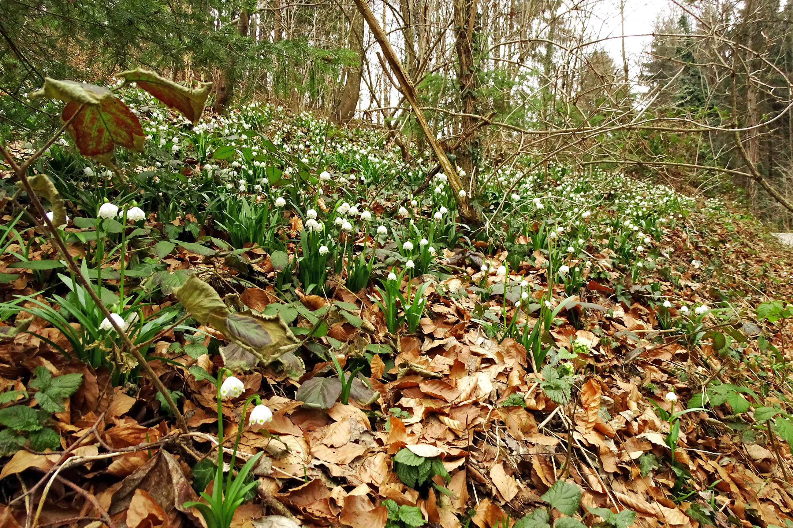 leucojum vernum_stainzerwarte.jpg