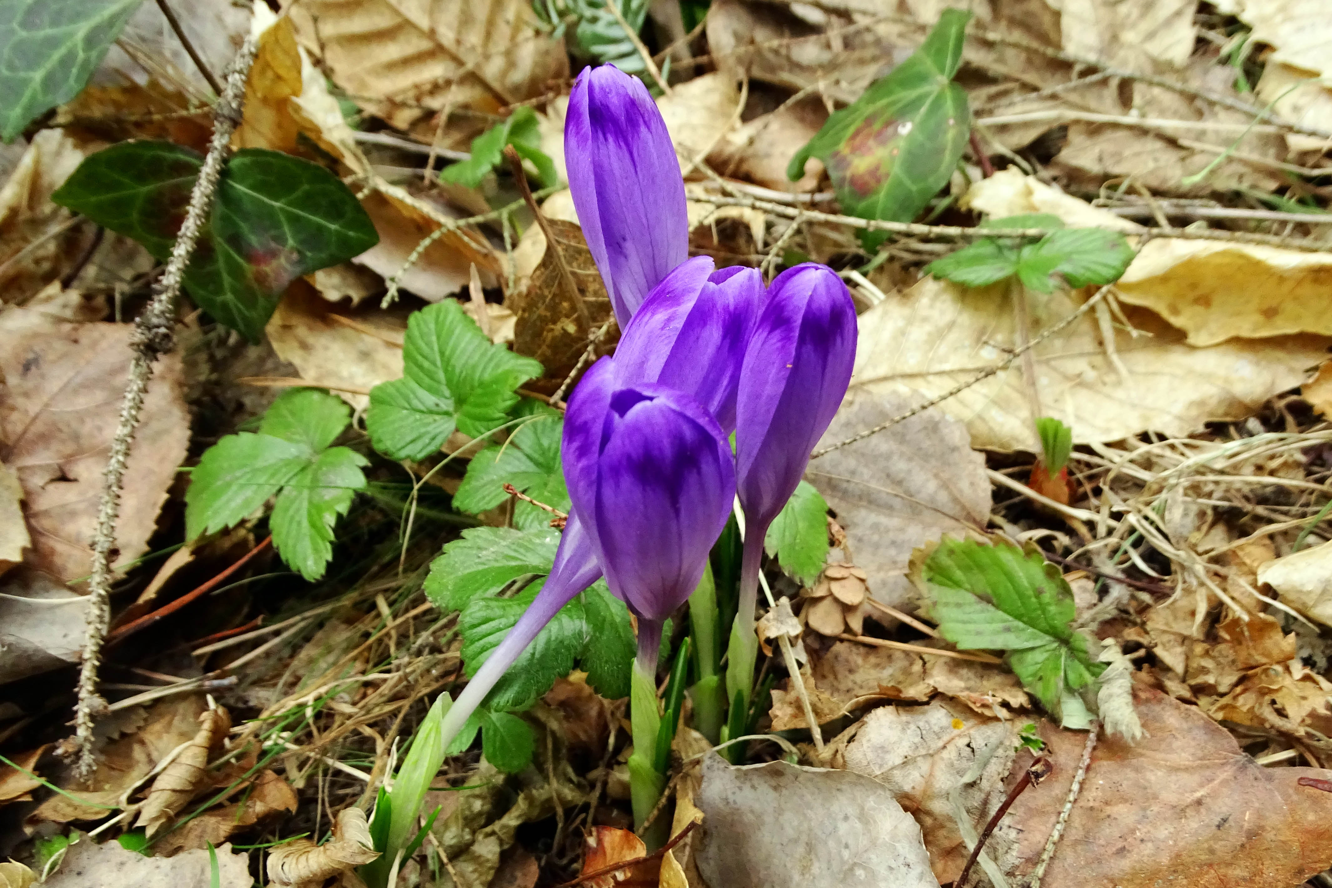 crocus exiguus_stainzerkogel.jpg