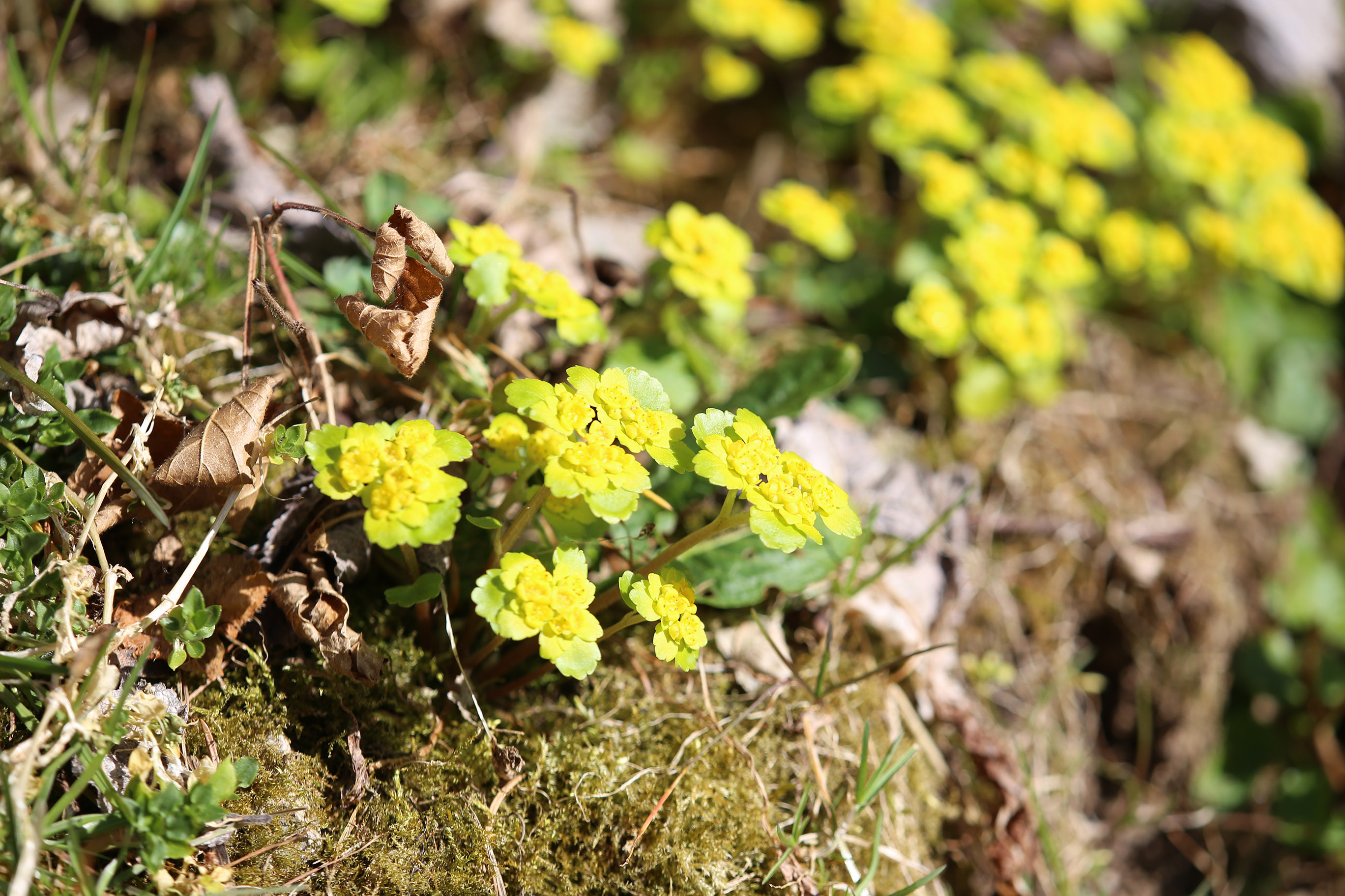 chrysosplenium alternifolium_plankenwarth.jpg