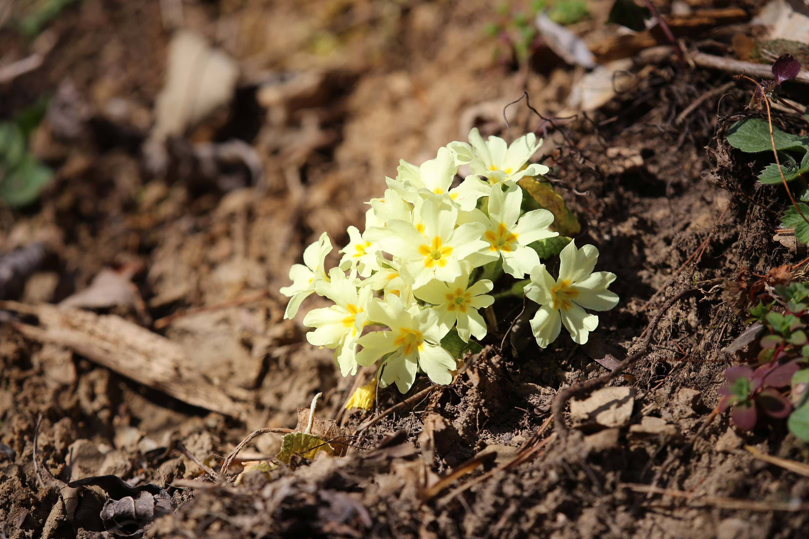 primula vulgaris_plankenwarth.jpg