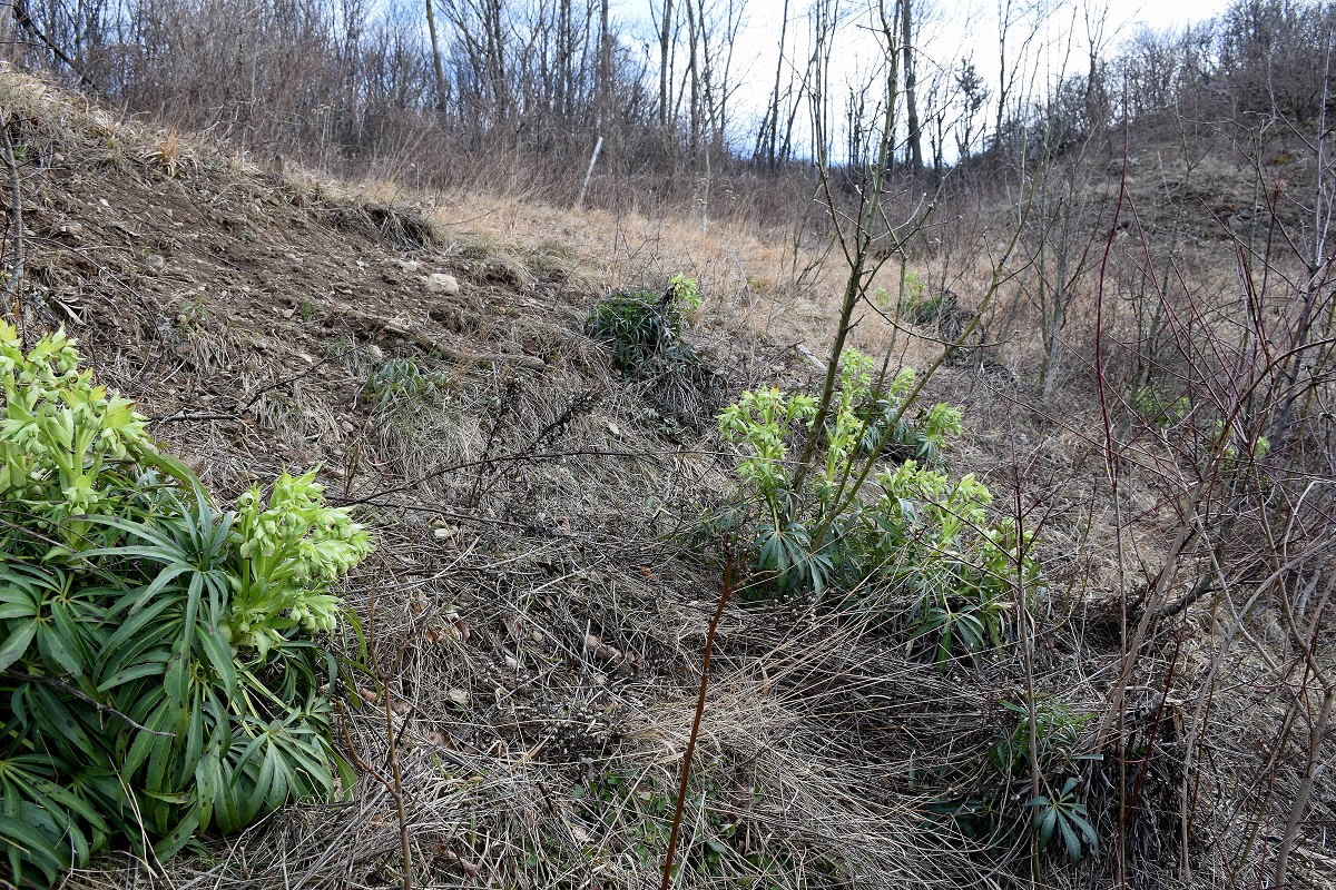 Kaltenleutgeben-03032019-(14) - Flösslstbr Ost.JPG