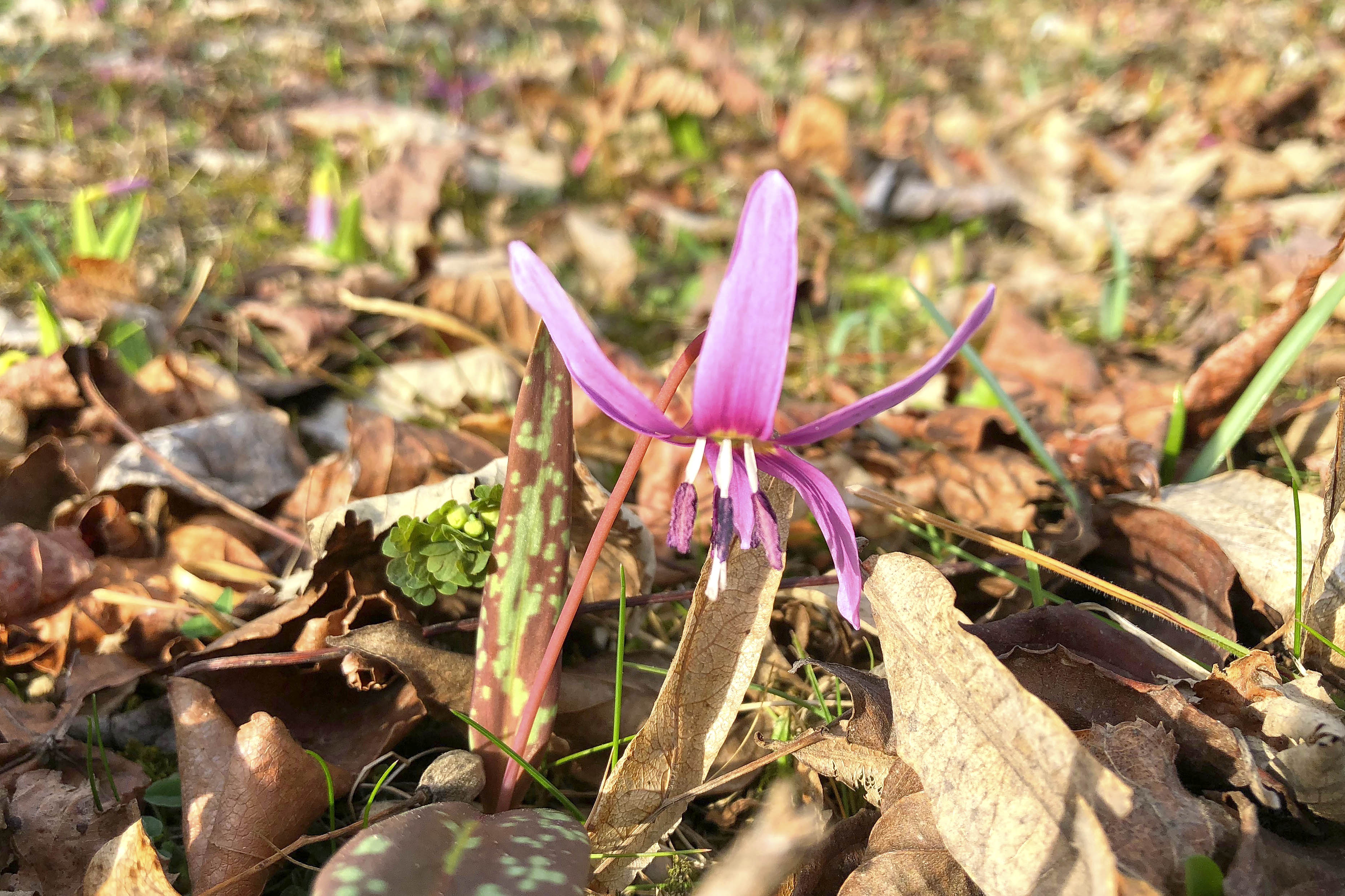 erythronium dens-canis_graz.jpg