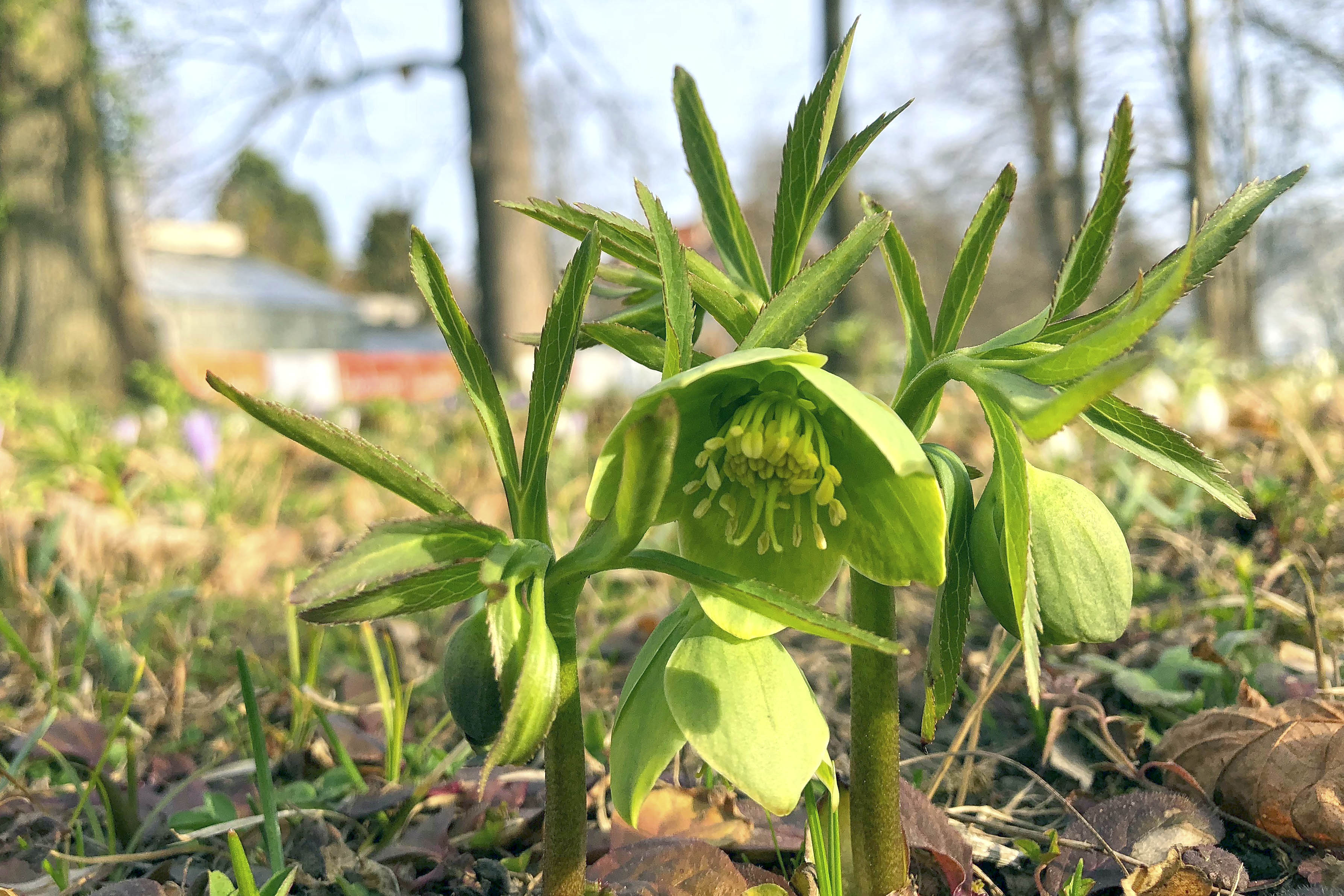 helleborus viridis_graz.jpg