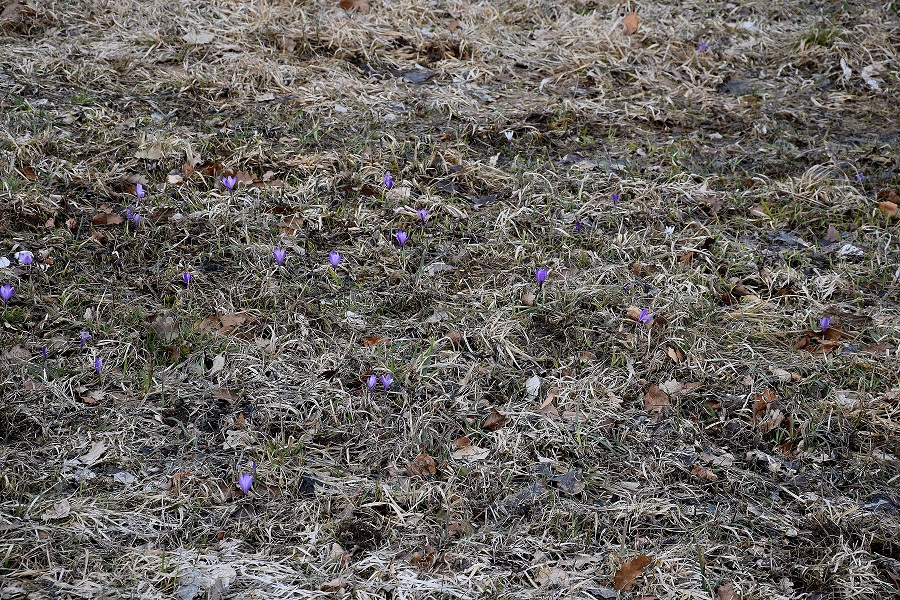 Kaltenleutgeben-03032019-(43) - Seewiese -   Crocus purpureus - Neapel-Krokus.JPG