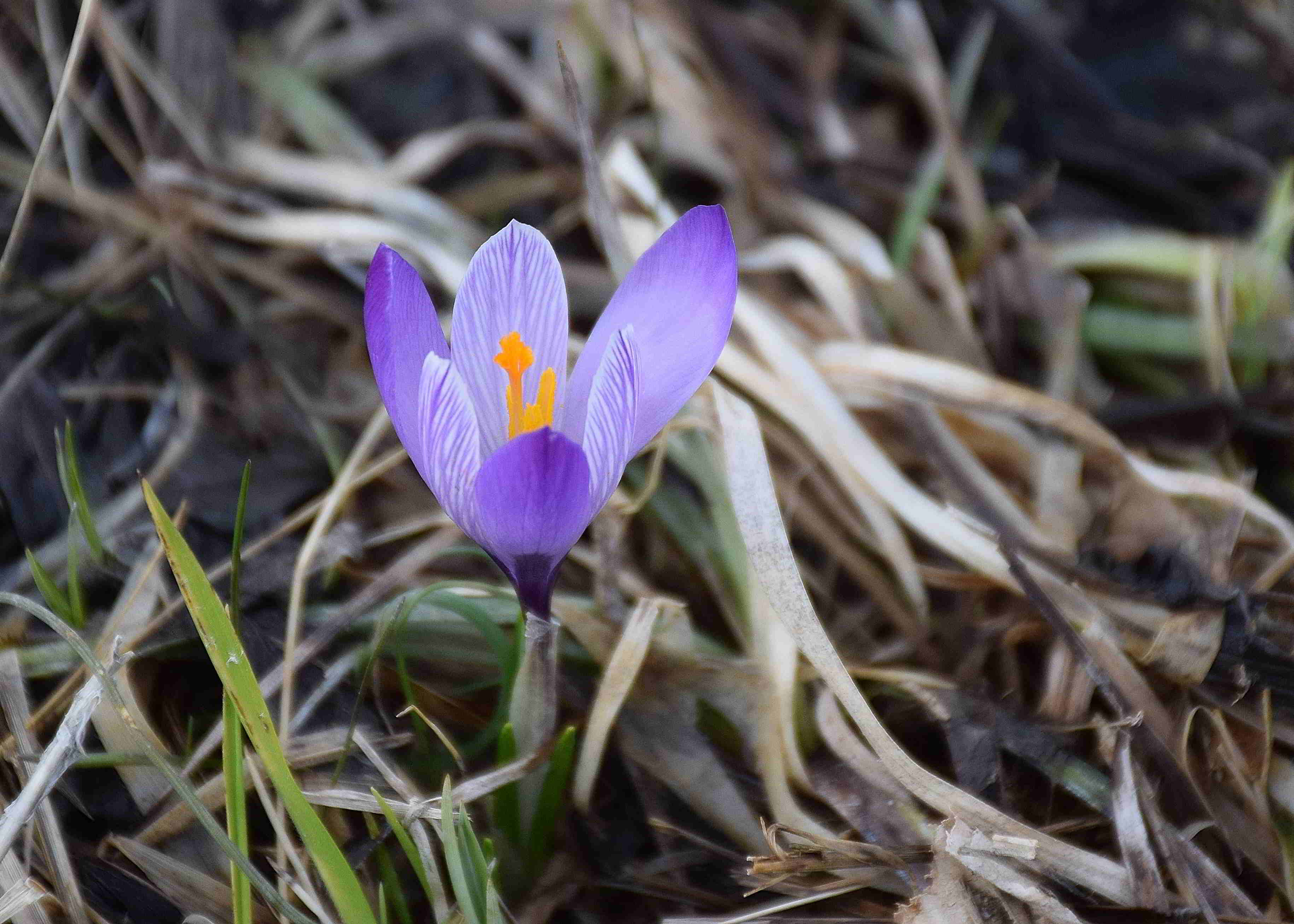 Kaltenleutgeben-03032019-(42) - Seewiese - Crocus purpureus - Neapel-Krokus.JPG