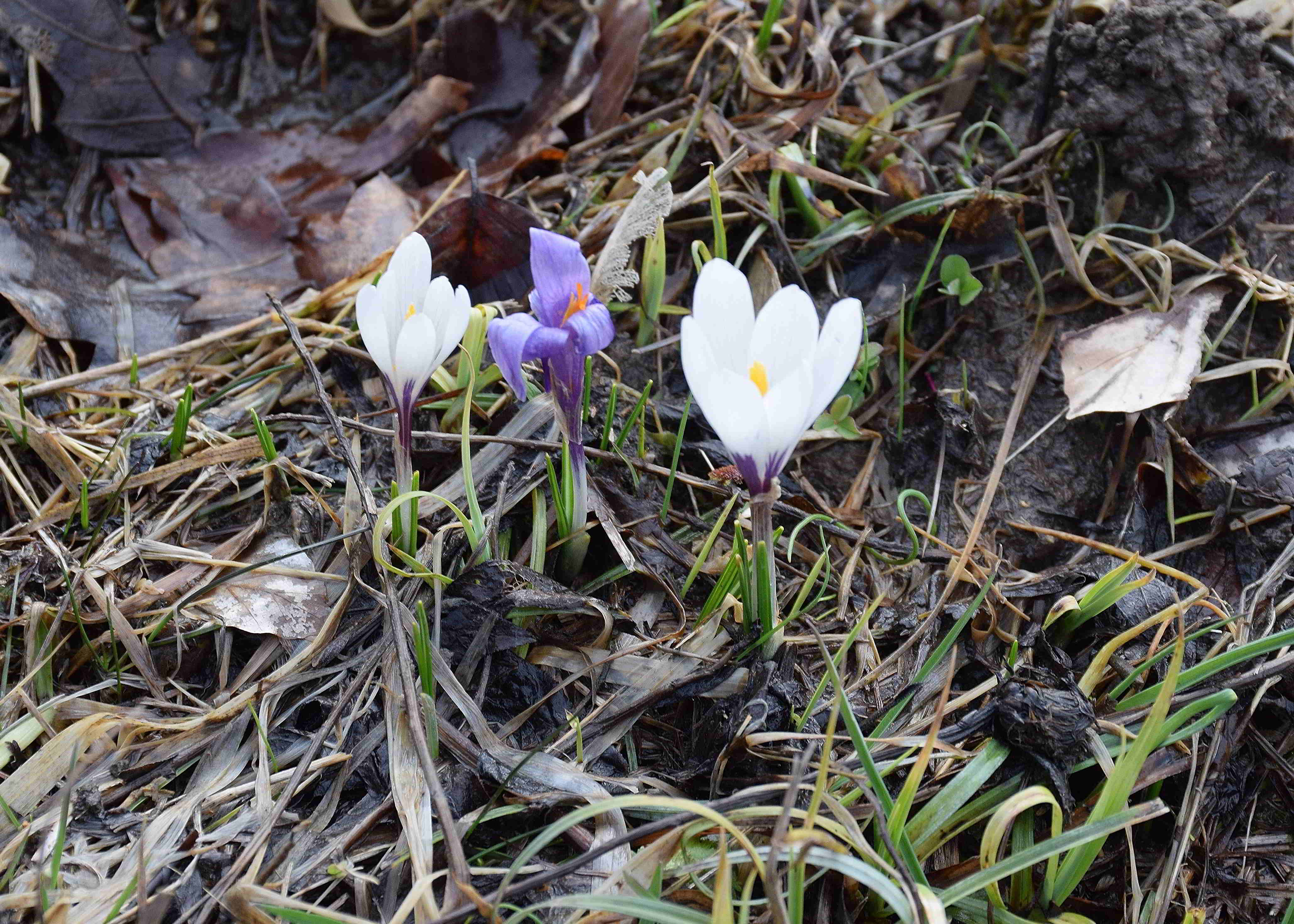 Kaltenleutgeben-03032019-(38) - Seewiese - Crocus albiflorus - Alpen-Krokus.JPG