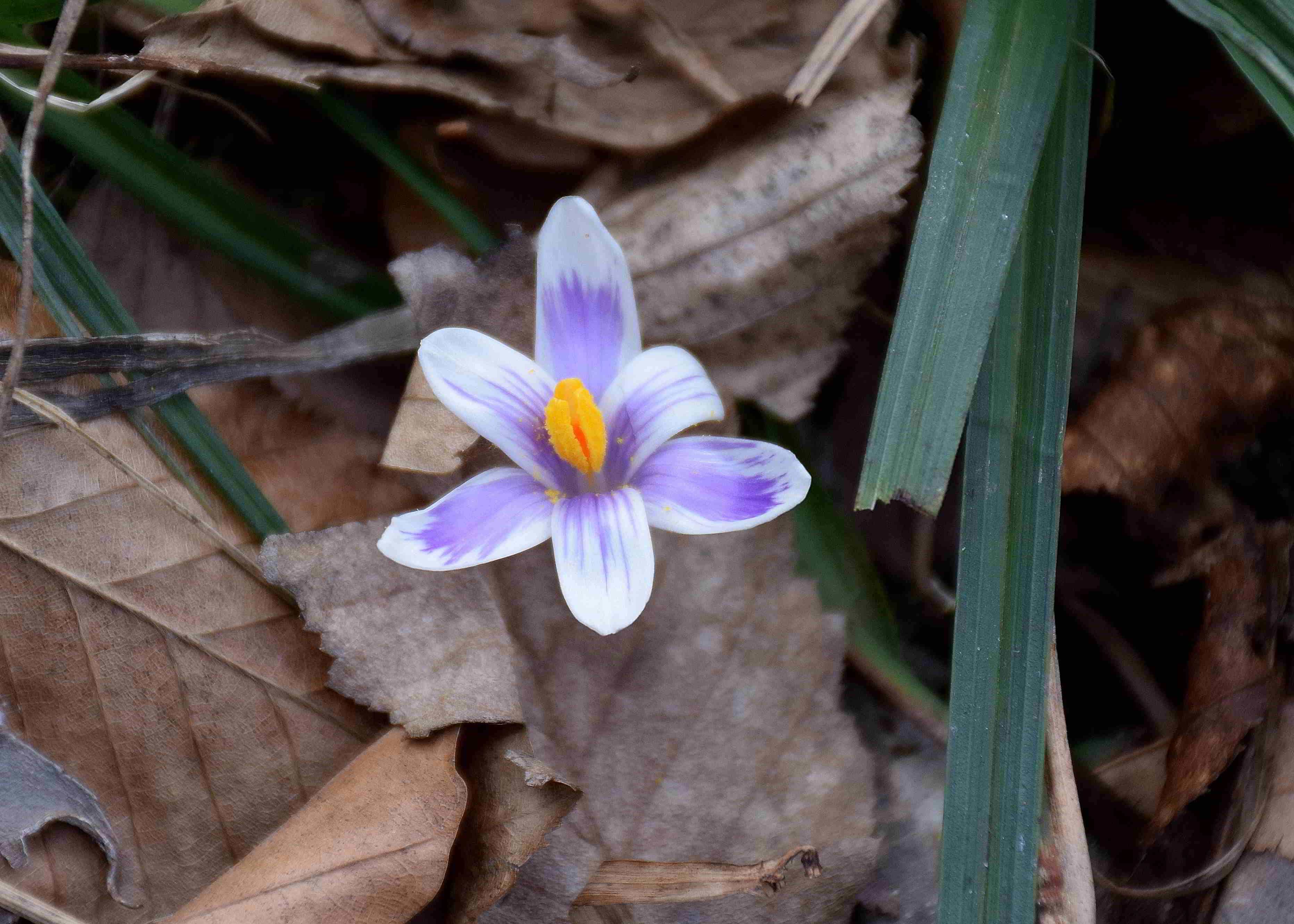 Kaltenleutgeben-03032019-(39) - Seewiese - Crocus albiflorus - Alpen-Krokus.JPG