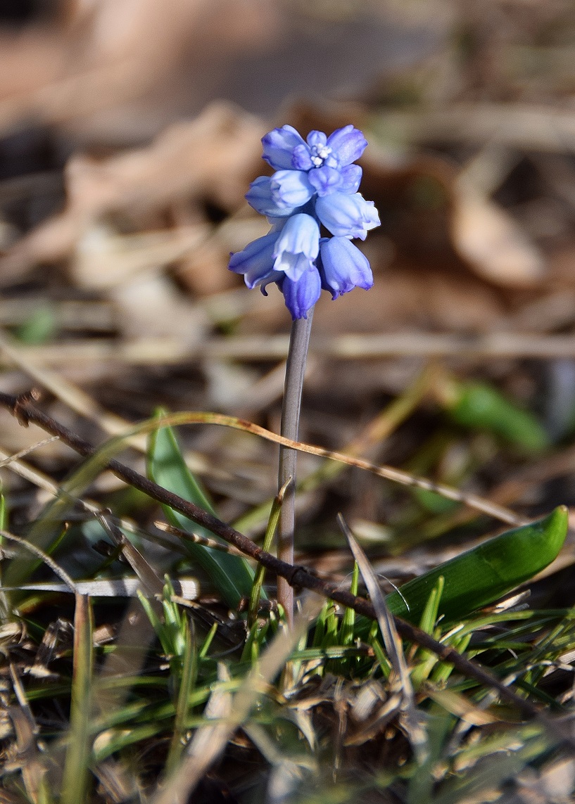 Pfaffstätten-Einöde-09032019-(24).JPG