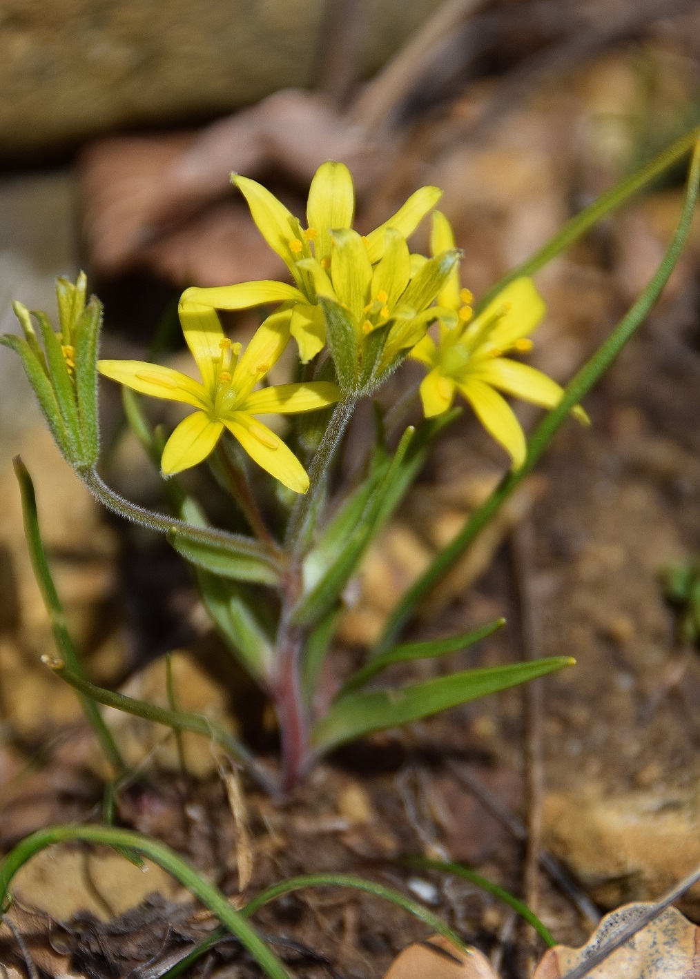 Pfaffstätten-Einöde-09032019-(7).JPG