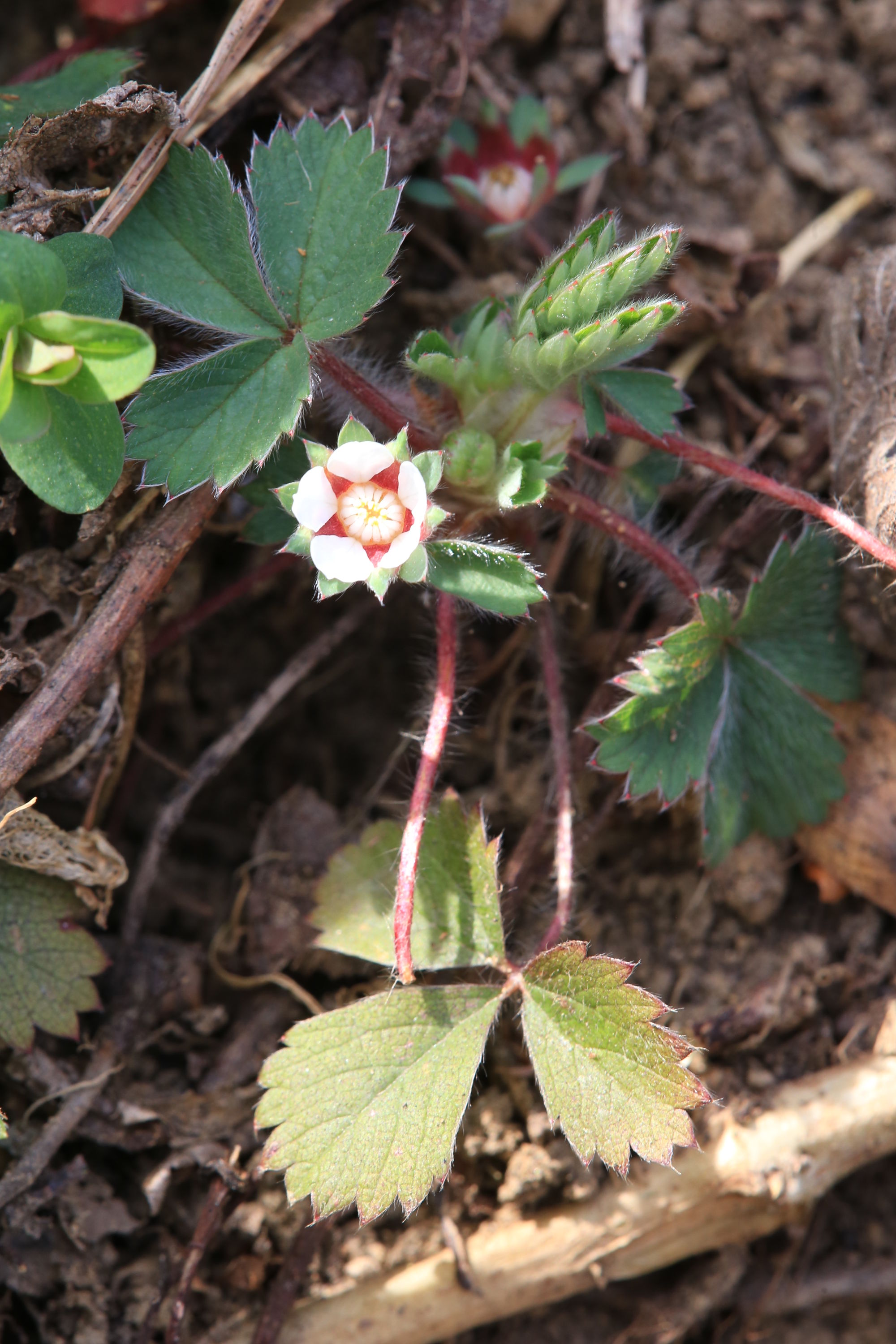 potentilla micrantha_plankenwarth3.jpg