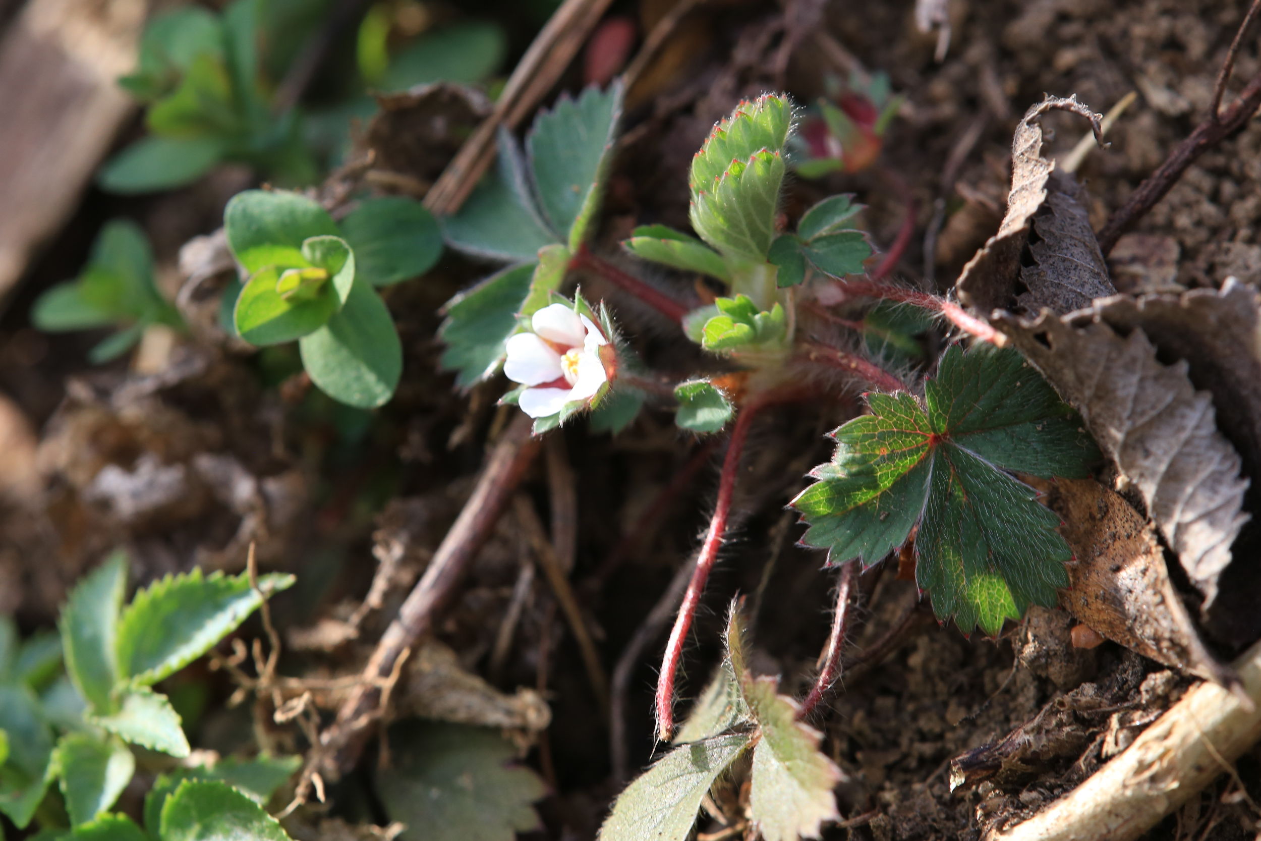 potentilla micrantha_plankenwarth2.jpg