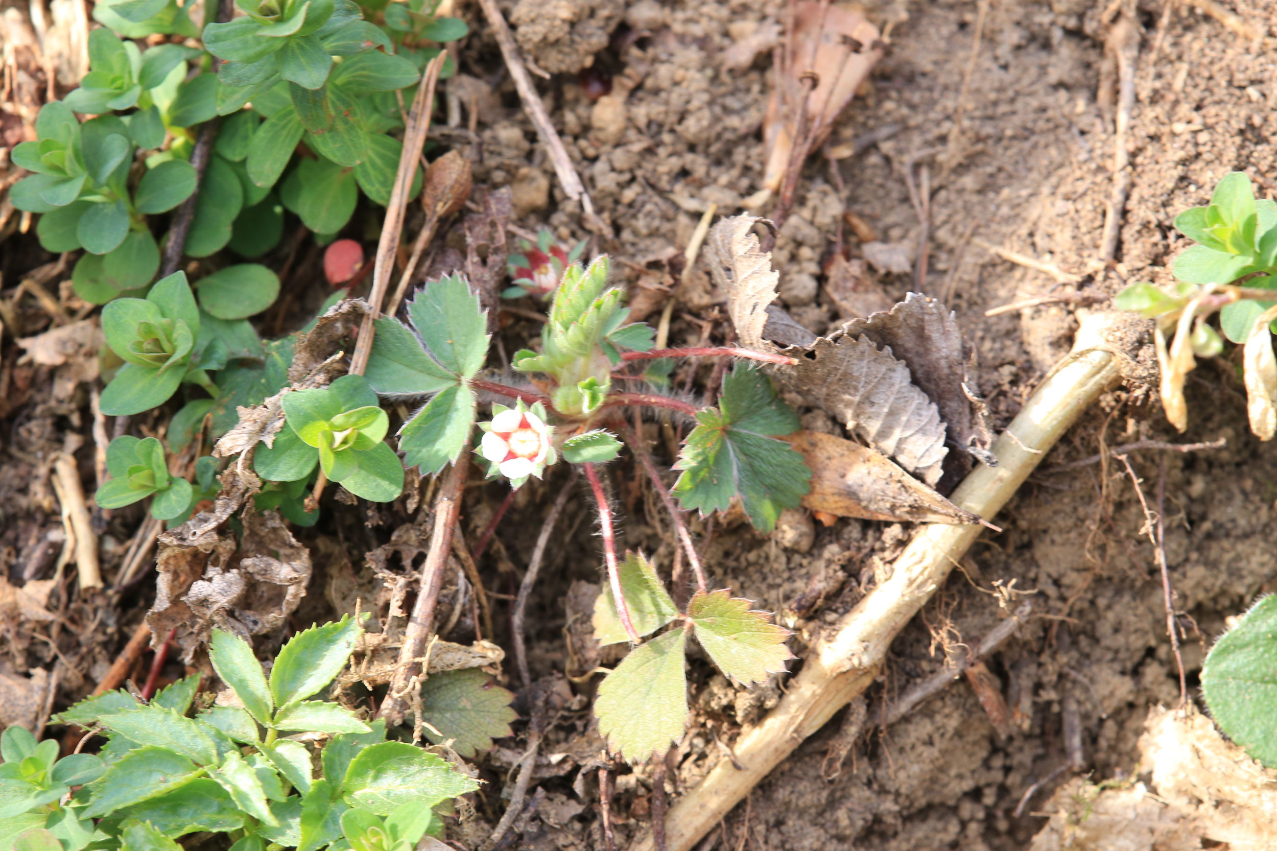 potentilla micrantha_plankenwarth1.jpg