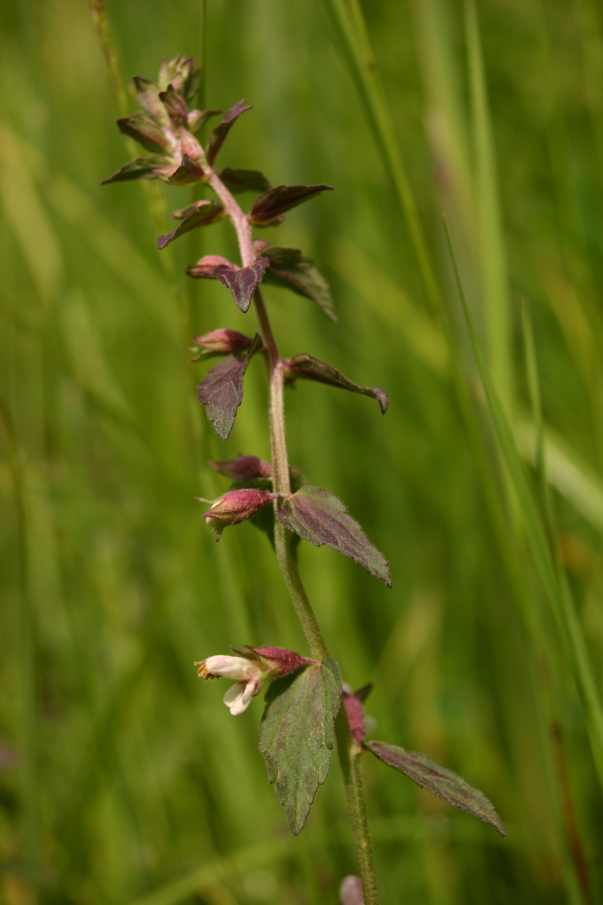 Odontites_frühe_Sippe_5_Zellersee-Süd_2007_06_16.jpg