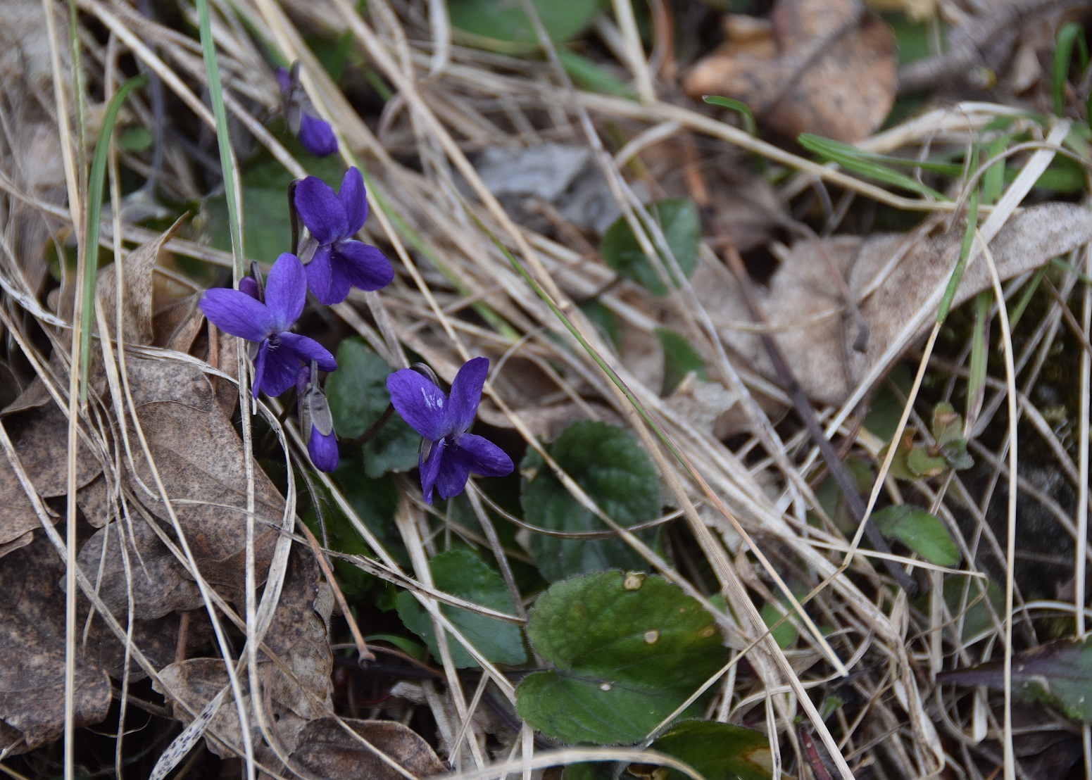 Tirolerhof-09032019-(7) - Viola sp.JPG