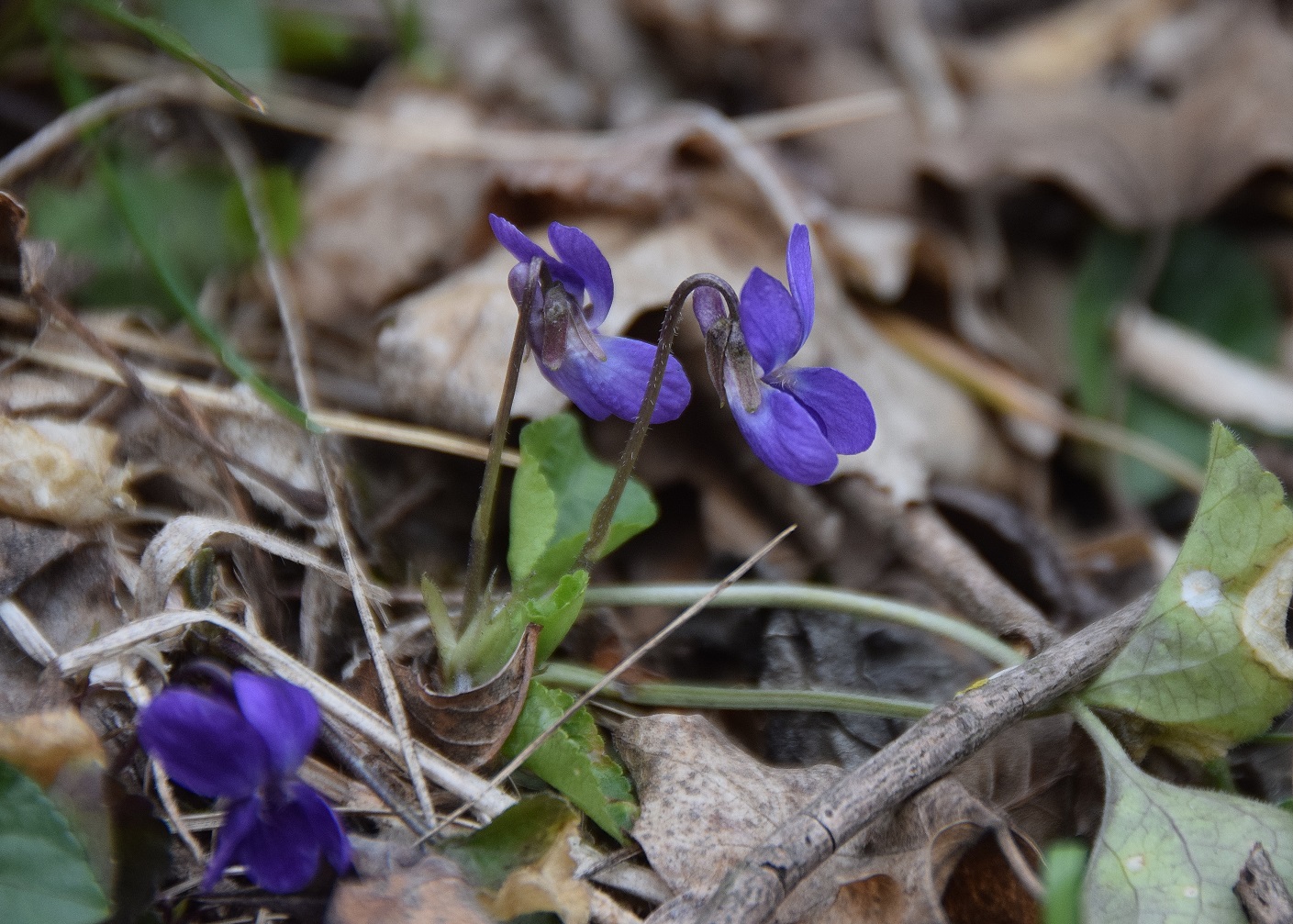 Tirolerhof-09032019-(8) - Viola sp.JPG