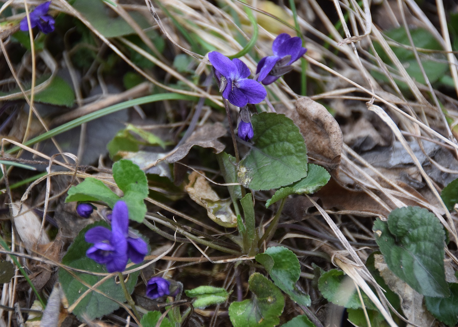 Tirolerhof-09032019-(9) - Viola sp.JPG