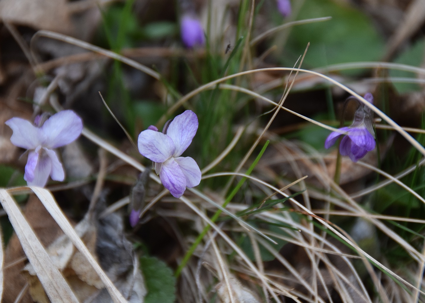 Tirolerhof-09032019-(10) - Viola sp.JPG