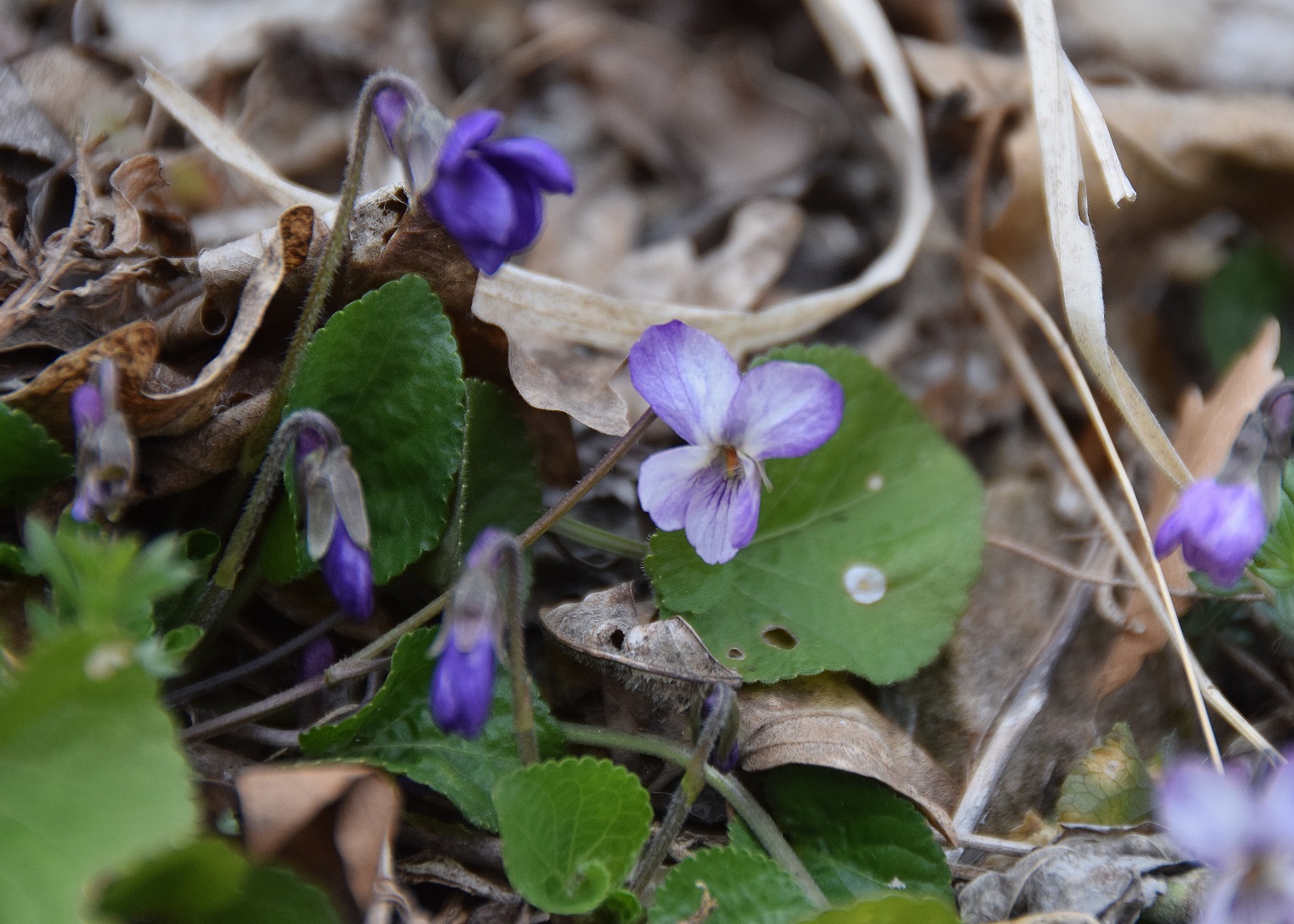 Tirolerhof-09032019-(11) - Viola sp.JPG