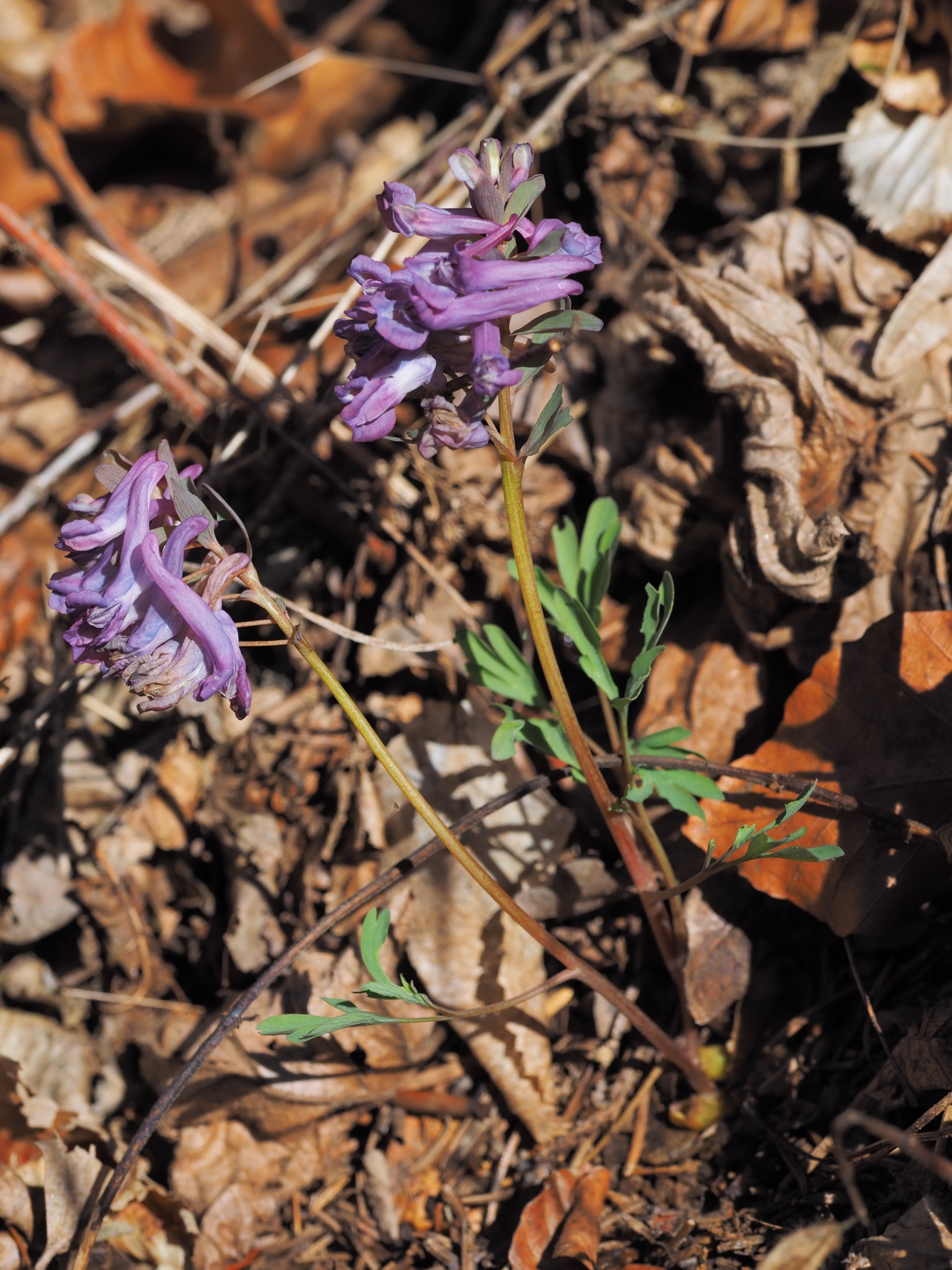 20190317-0075_P3170075.jpg