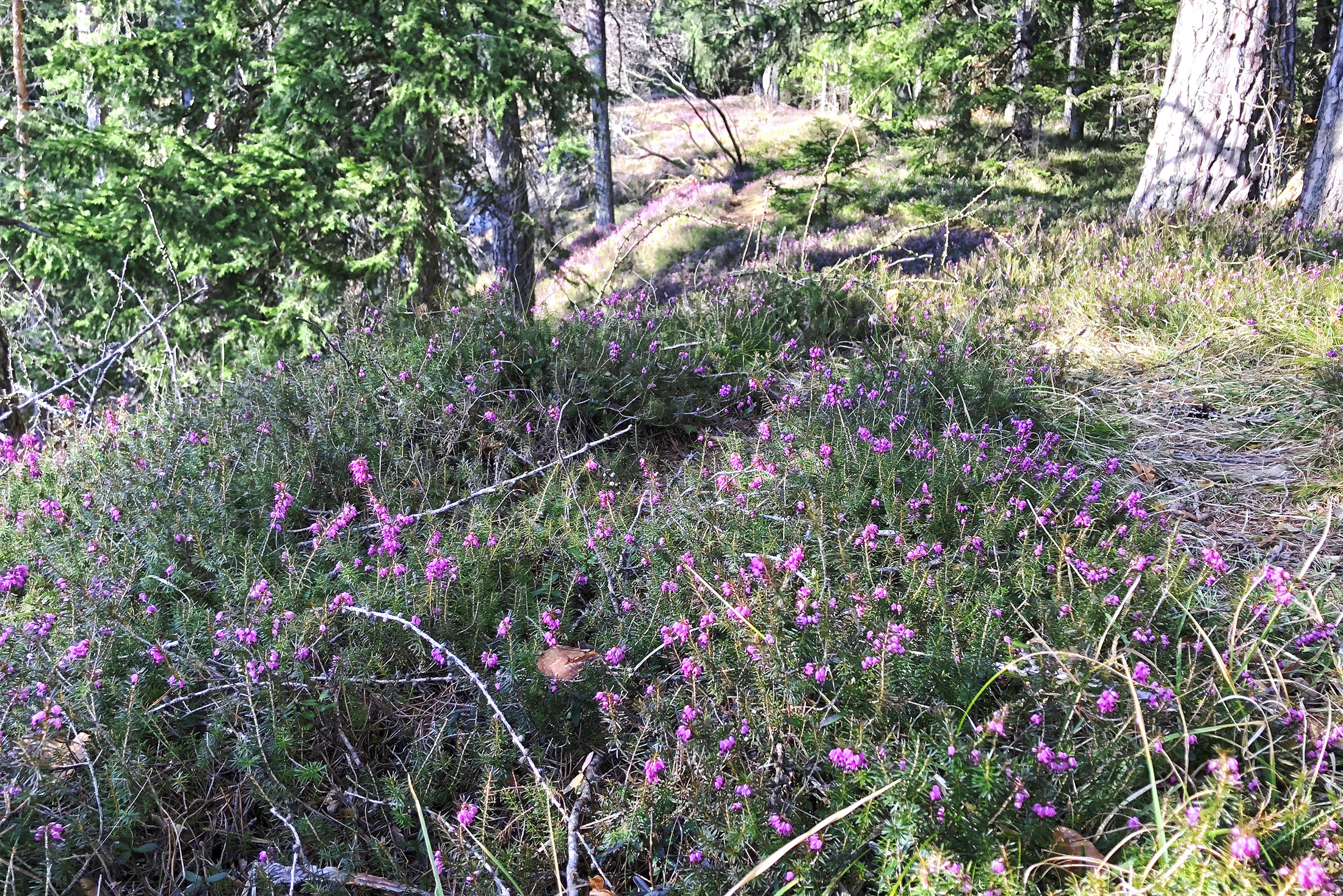 erica carnea5.jpg