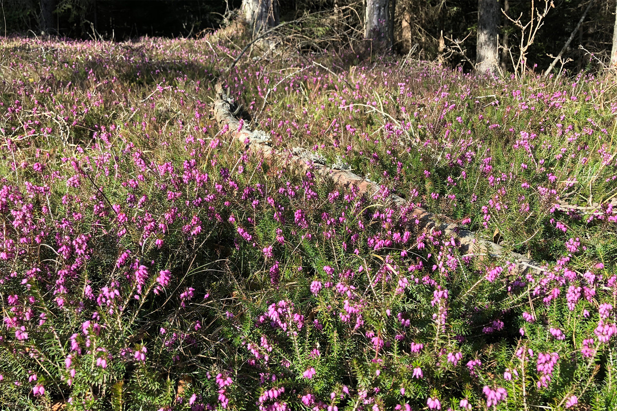 erica carnea4.jpg
